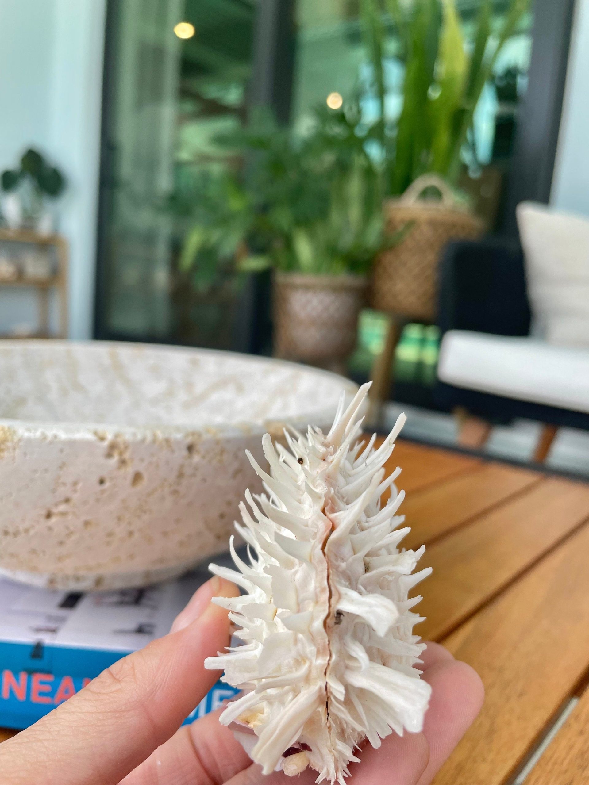 PACIFIC SPINY OYSTER Shells *All Sizes* White Paired Craft Display Seashell - Image 4