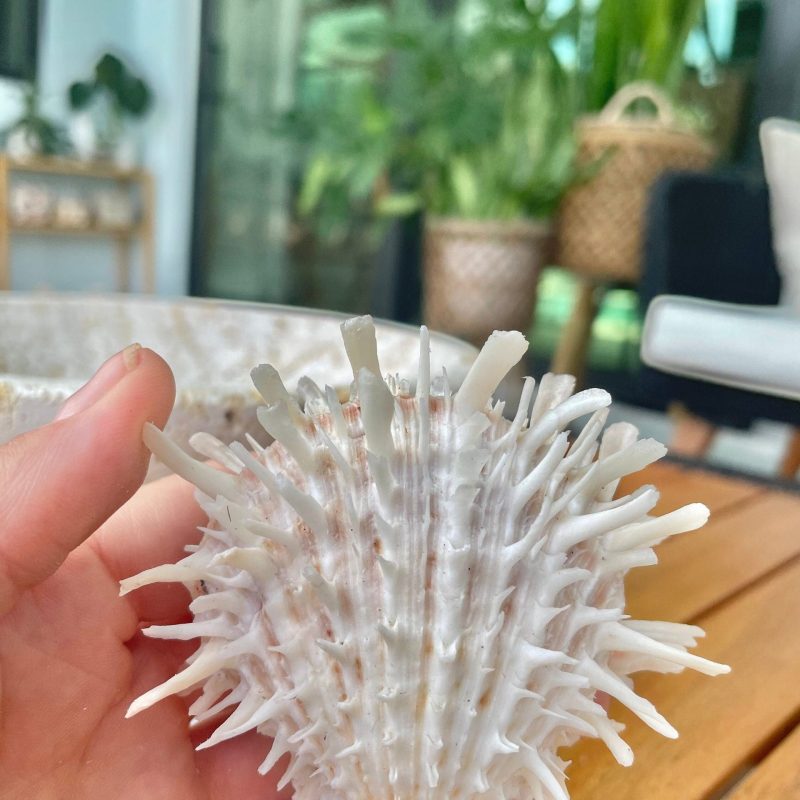 PACIFIC SPINY OYSTER Shells *All Sizes* White Paired Craft Display Seashell