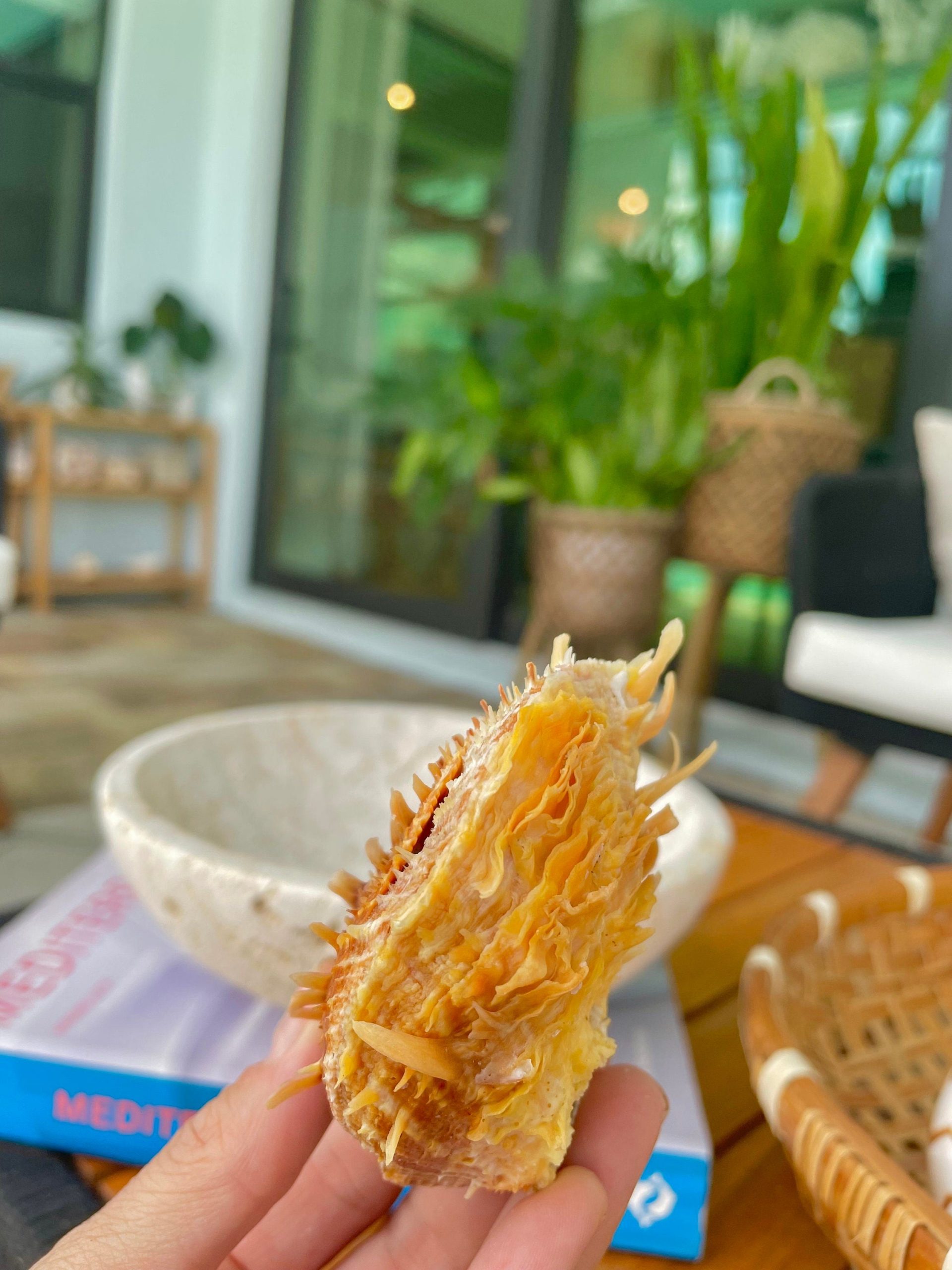 PACIFIC SPINY OYSTER Paired Shell *All Sizes* Yellow/Orange Seashell - Image 6