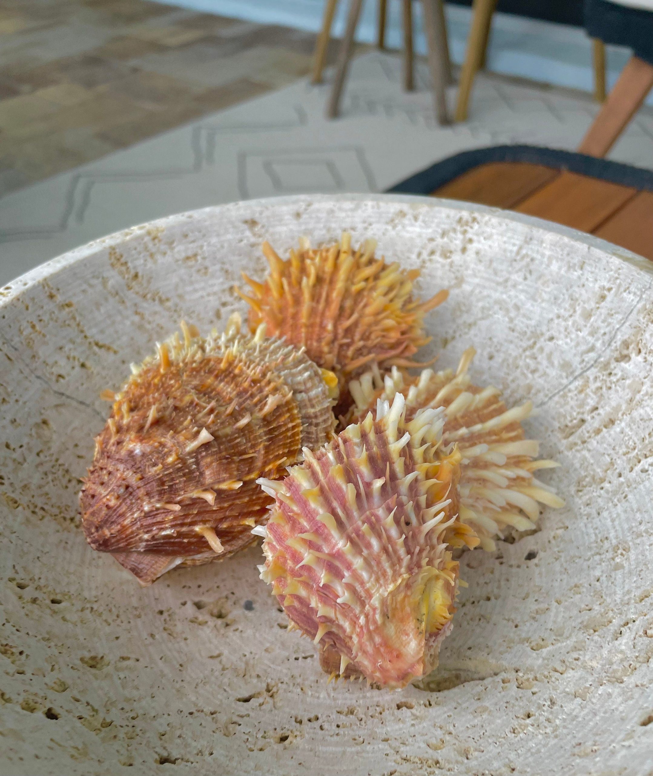 PACIFIC SPINY OYSTER Paired Shell *All Sizes* Yellow/Orange Seashell - Image 4