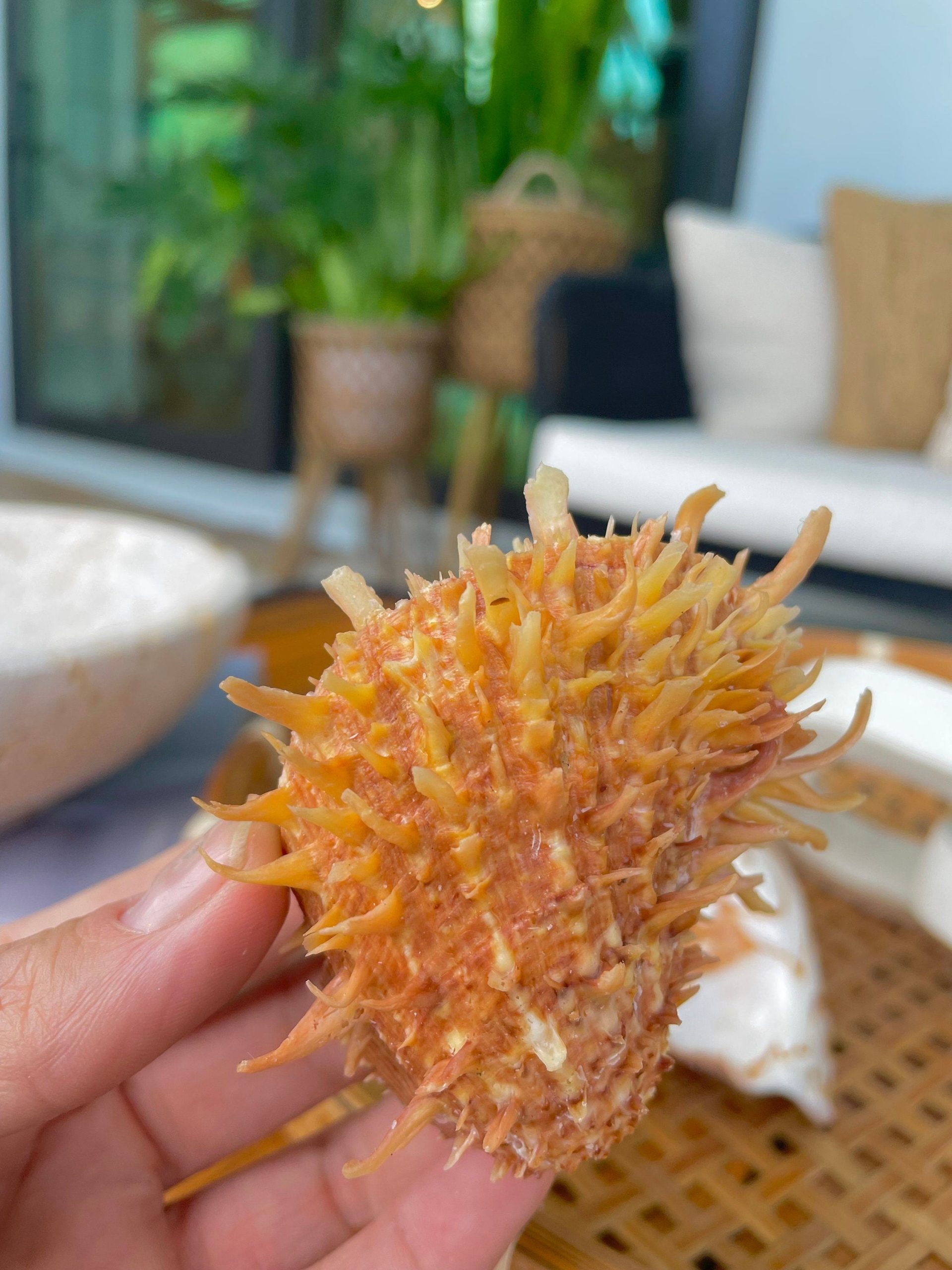 PACIFIC SPINY OYSTER Paired Shell *All Sizes* Yellow/Orange Seashell - Image 3