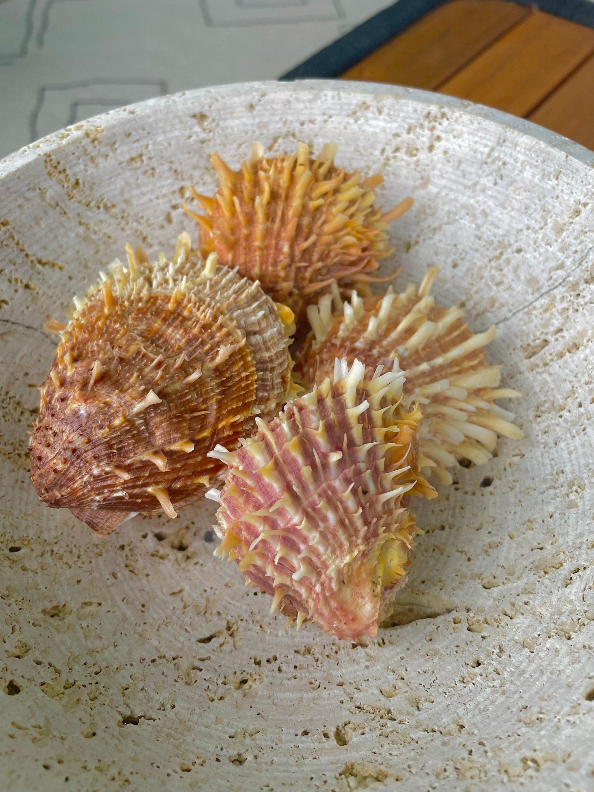 PACIFIC SPINY OYSTER Paired Shell *All Sizes* Yellow/Orange Seashell - Image 5