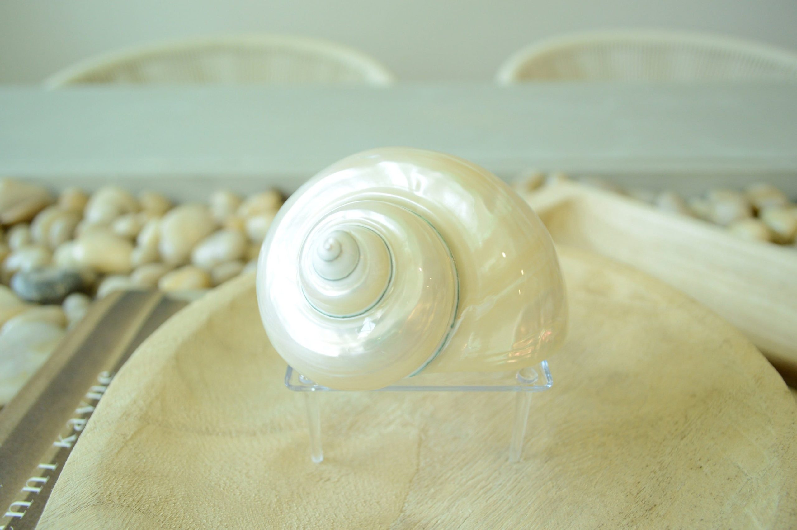 PEARLED TURBO SHELLS *All Sizes* Natural Irredescent Polished Seashell Hermit Crab Beach Décor - Image 3
