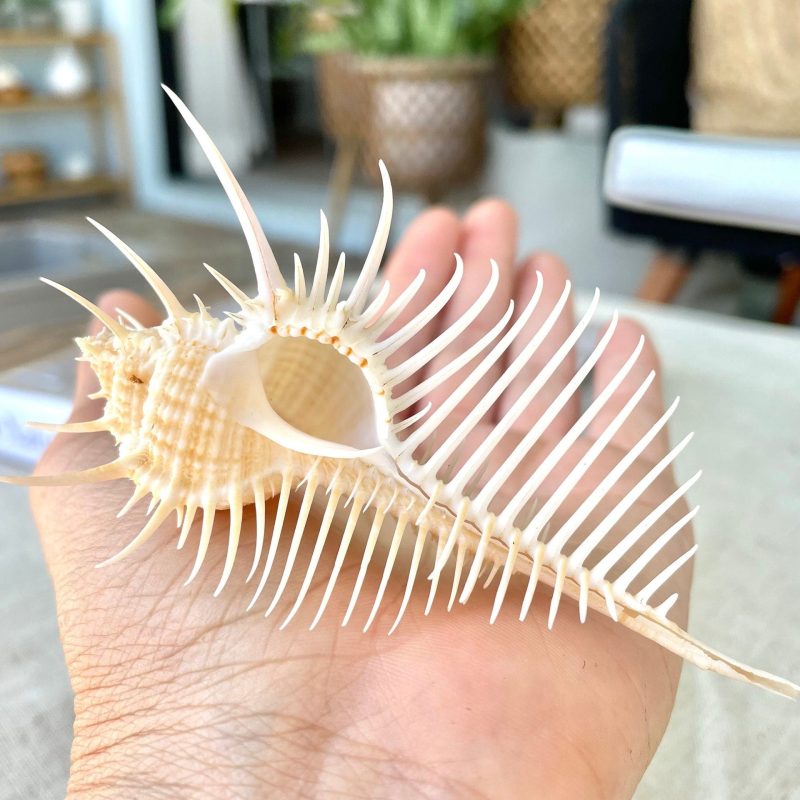 Venus Comb Seashell, Spikey Murex Shell *All Sizes* Coastal Home Décor