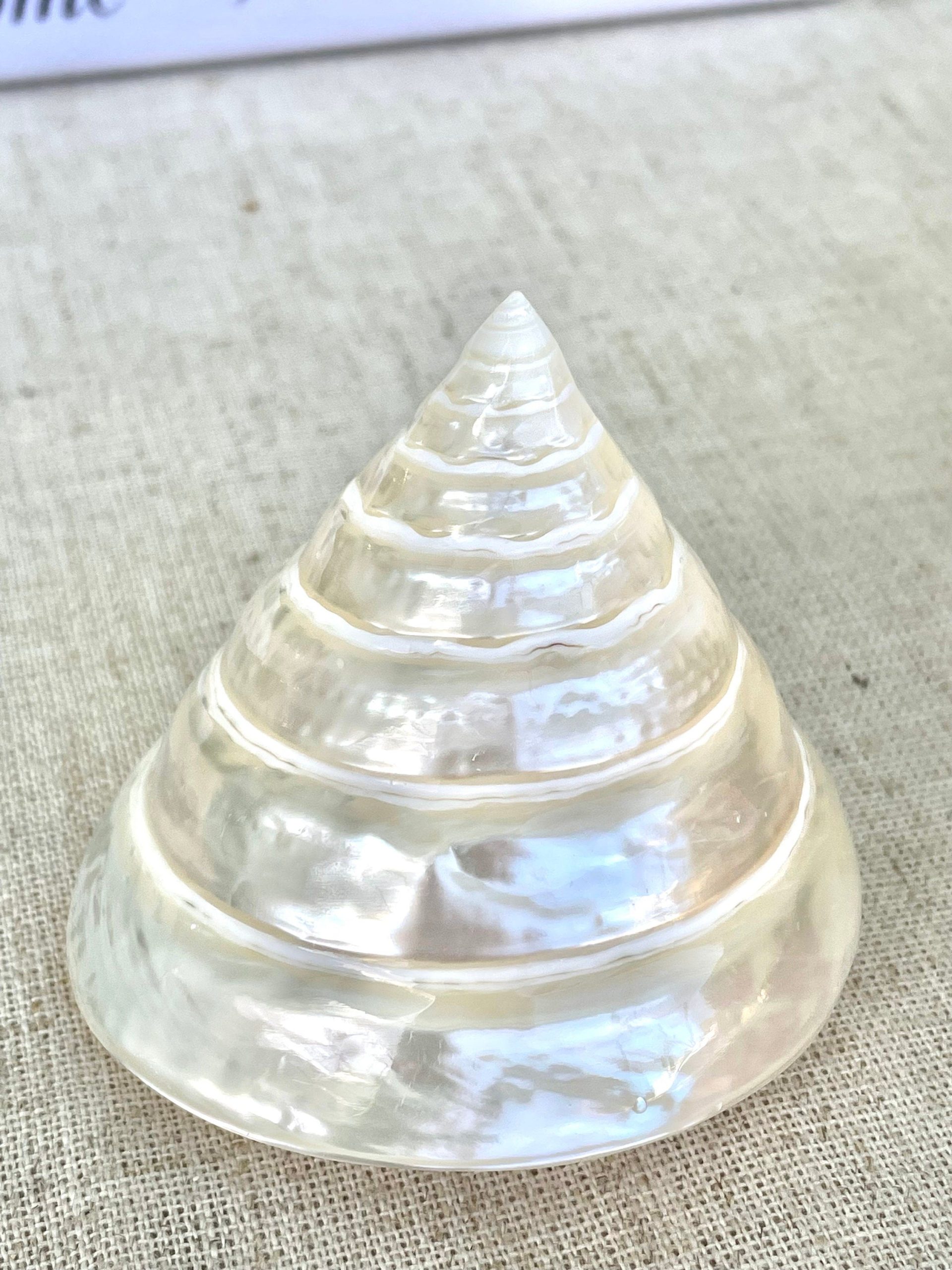 PEARLED TROCHUS SHELLS *All Sizes* Natural Iridescent Display Pyramid Top Seashells - Image 6