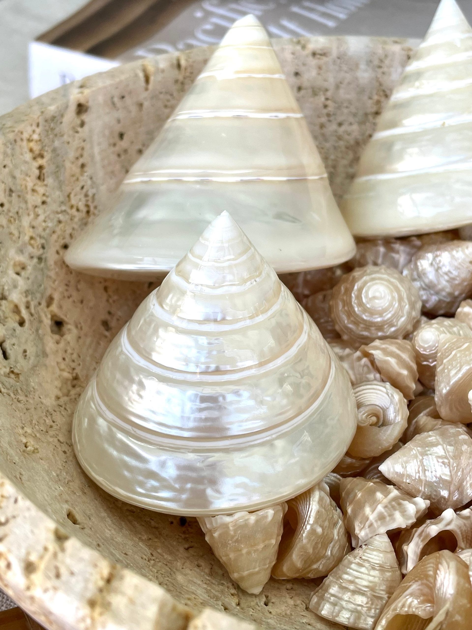 PEARLED TROCHUS SHELLS *All Sizes* Natural Iridescent Display Pyramid Top Seashells - Image 8