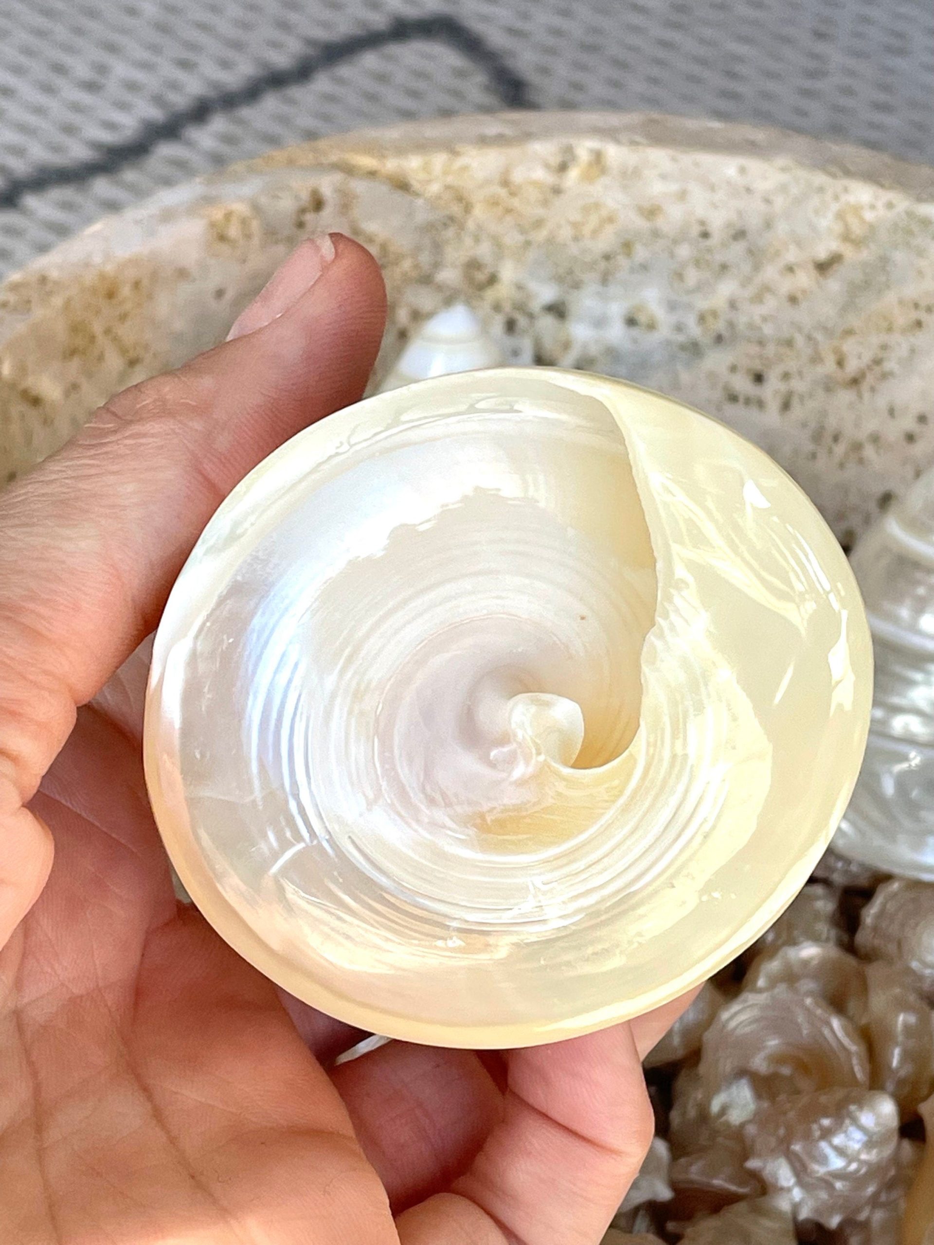 PEARLED TROCHUS SHELLS *All Sizes* Natural Iridescent Display Pyramid Top Seashells - Image 12