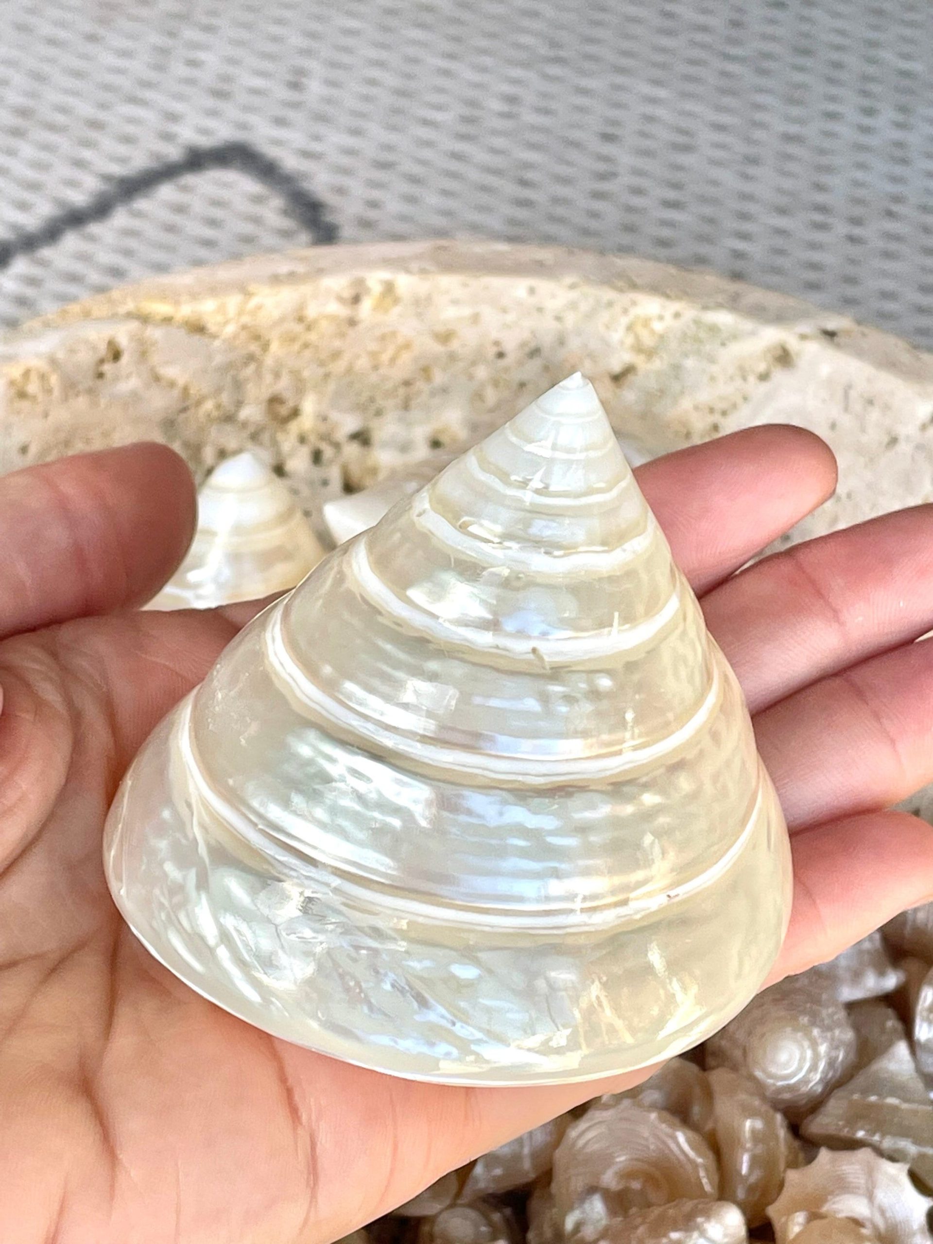PEARLED TROCHUS SHELLS *All Sizes* Natural Iridescent Display Pyramid Top Seashells - Image 5