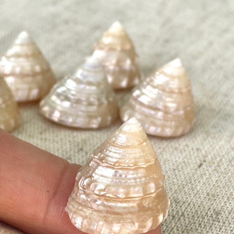 PEARLIZED TOP Shells Small 1" *You Choose Quantity* Champagne Light Beige Display Craft Trochus