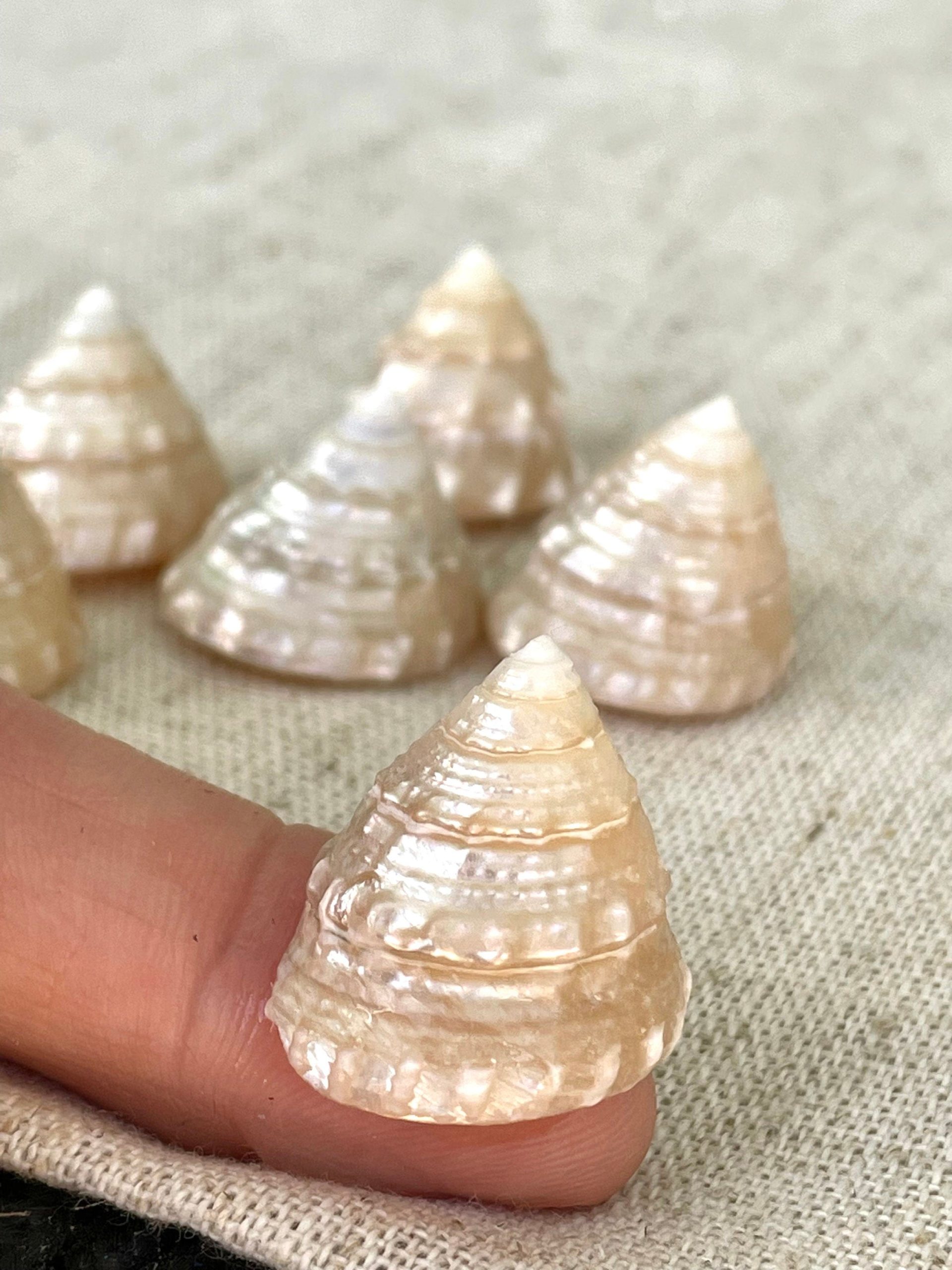 PEARLIZED TOP Shells Small 1" *You Choose Quantity* Champagne Light Beige Display Craft Trochus