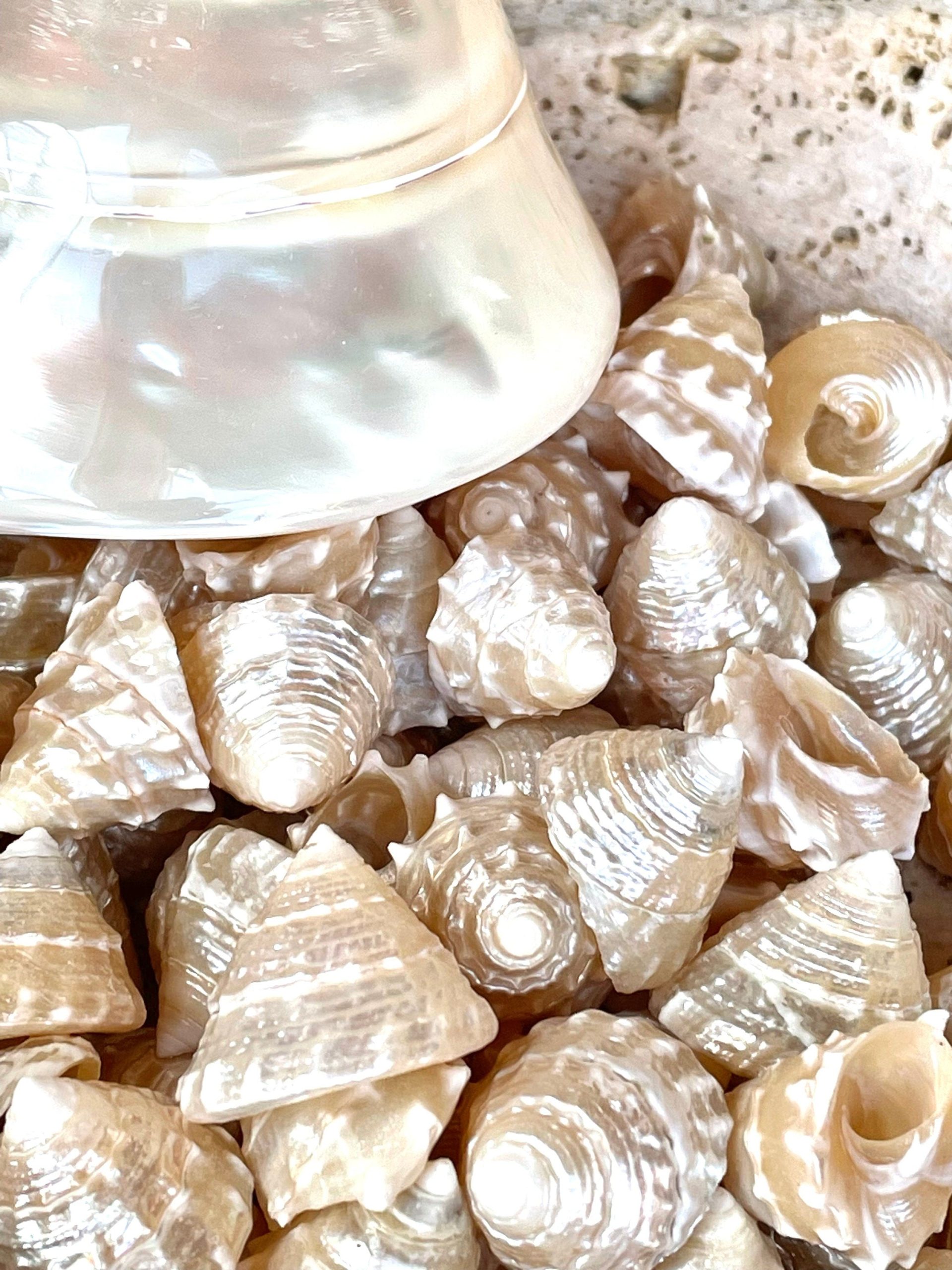 PEARLIZED TOP Shells Small 1" *You Choose Quantity* Champagne Light Beige Display Craft Trochus - Image 7