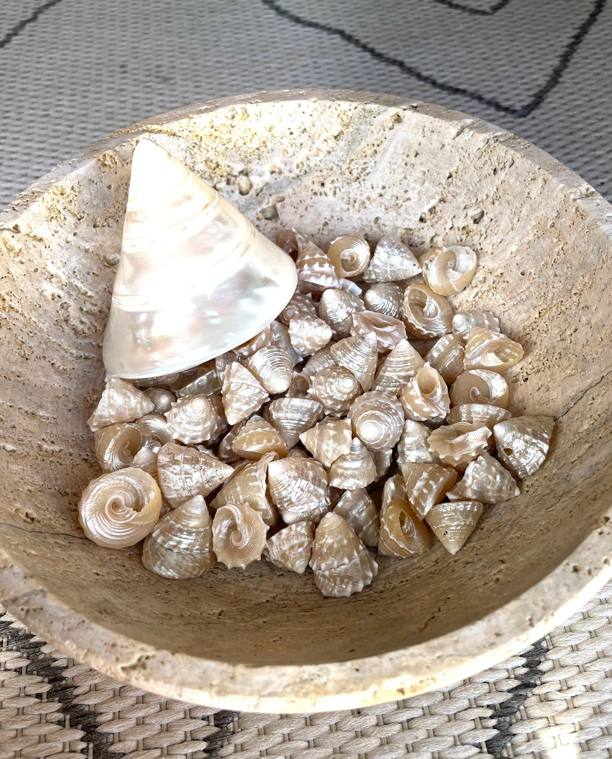 PEARLIZED TOP Shells Small 1" *You Choose Quantity* Champagne Light Beige Display Craft Trochus - Image 9