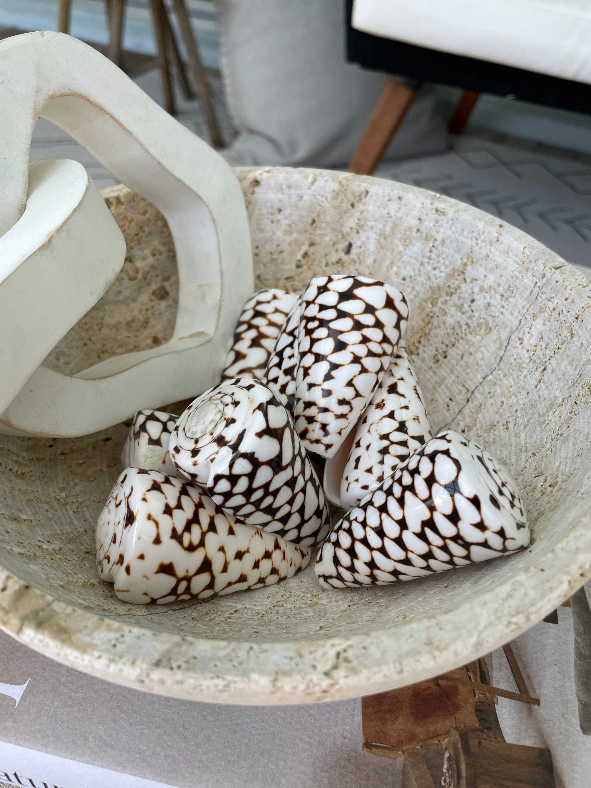 MARBLE CONE SHELLS *All Sizes* Natural White Brown Spots Modern Décor Seashell - Image 5