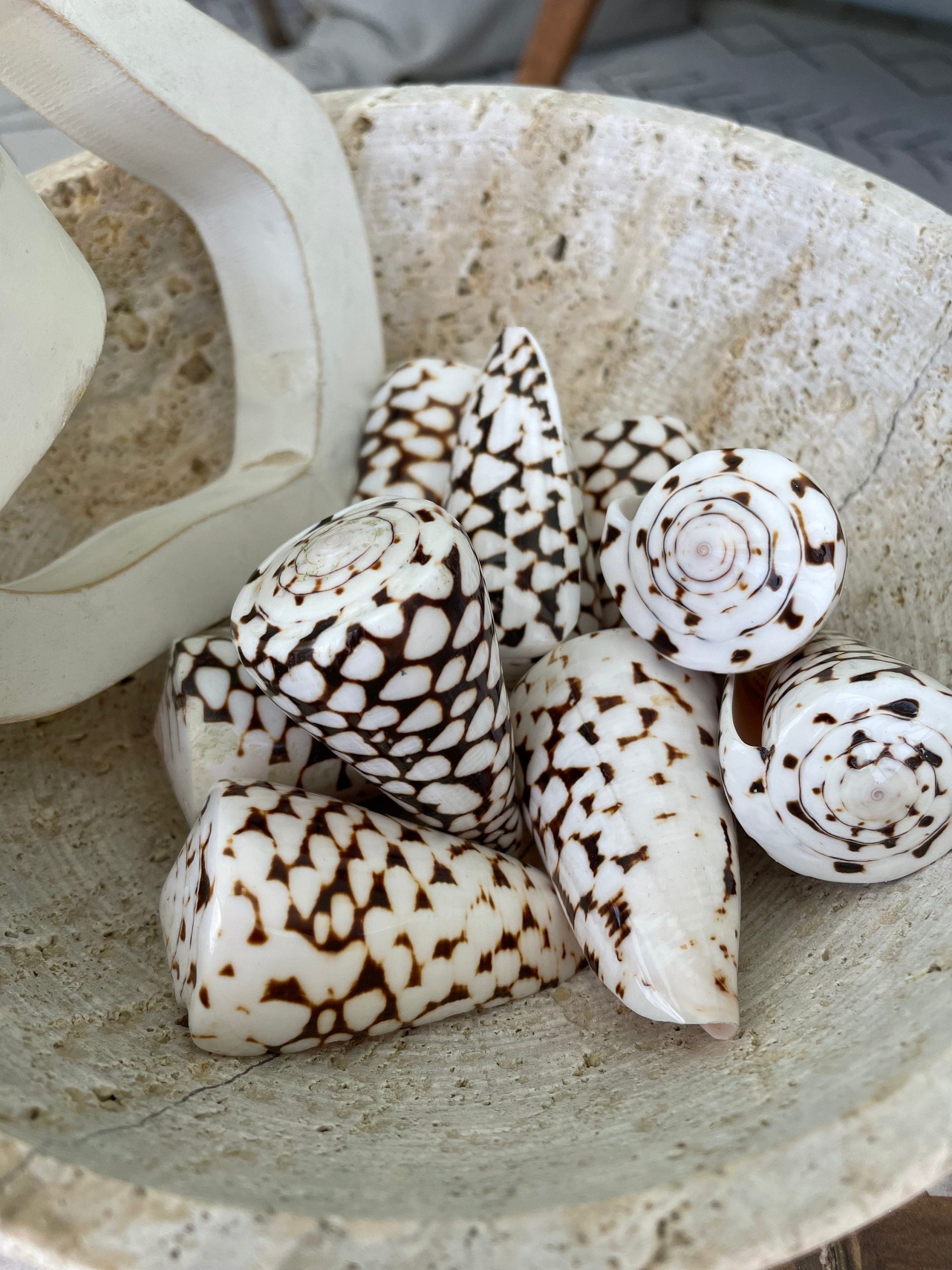 MARBLE CONE SHELLS *All Sizes* Natural White Brown Spots Modern Décor Seashell - Image 2