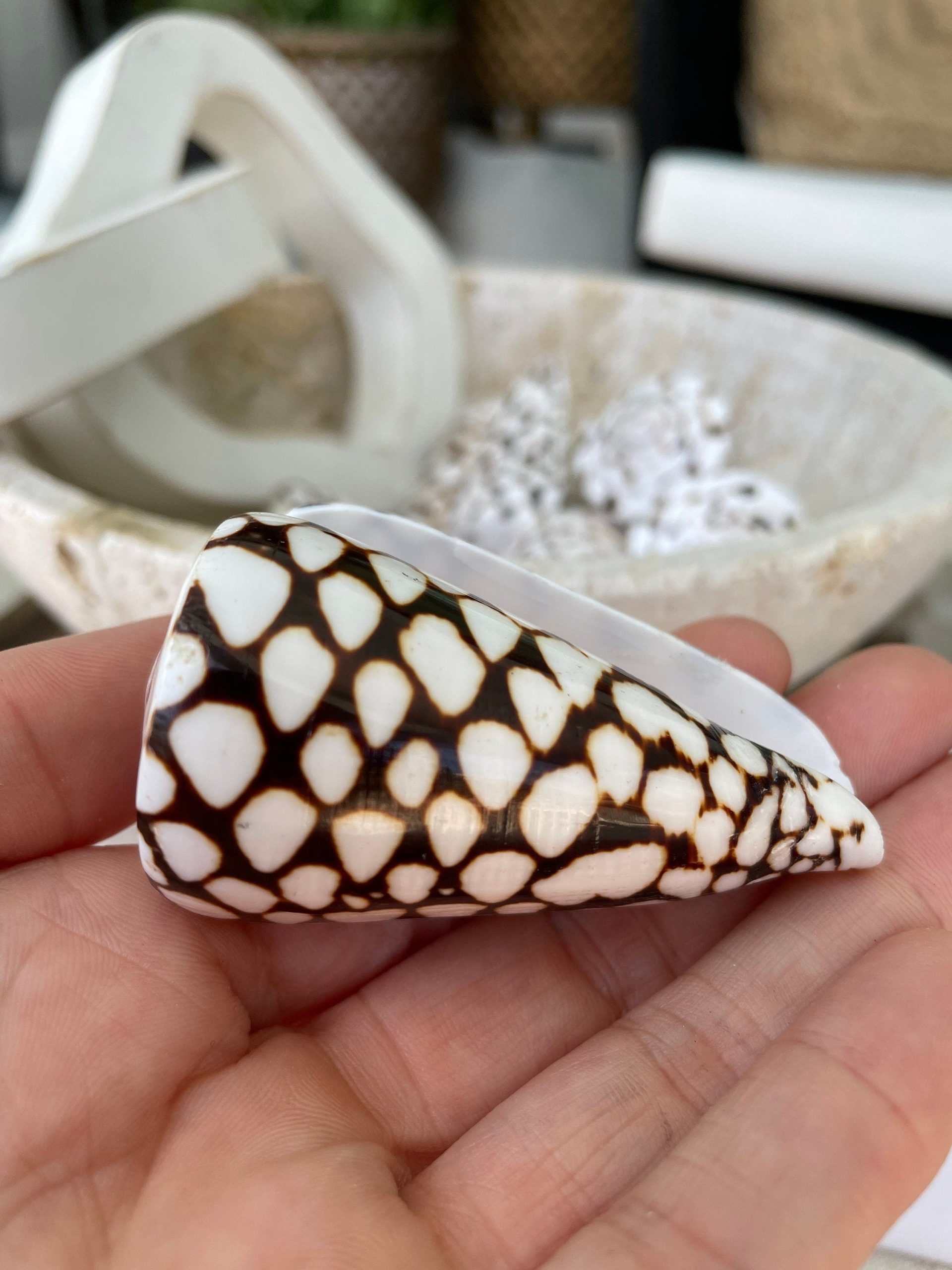 MARBLE CONE SHELLS *All Sizes* Natural White Brown Spots Modern Décor Seashell - Image 8
