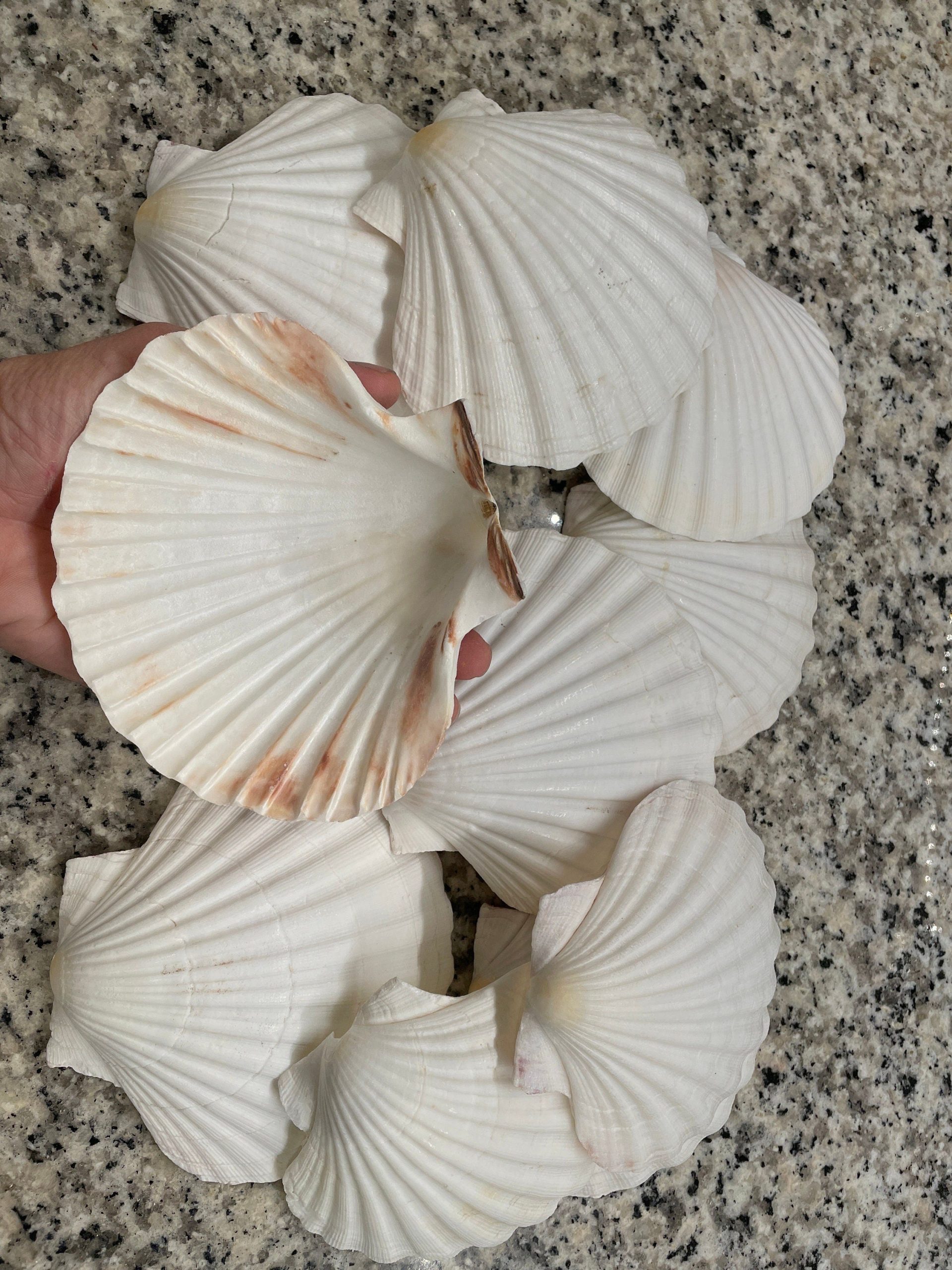 IRISH SCALLOP SEASHELLS 4-6" *You Choose Quantity* Beach Wedding Décor Shells - Image 2