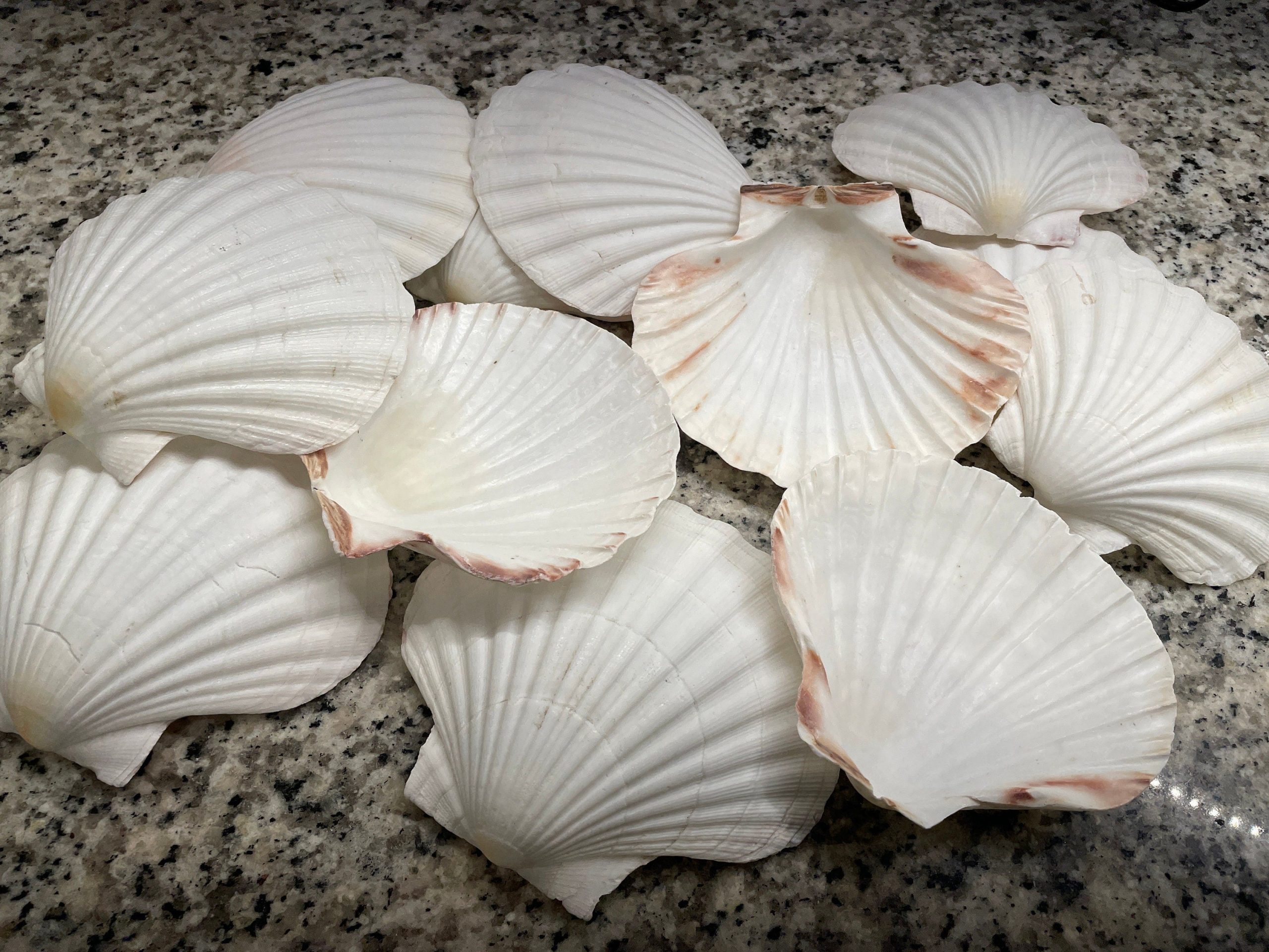 IRISH SCALLOP SEASHELLS 4-6" *You Choose Quantity* Beach Wedding Décor Shells - Image 4