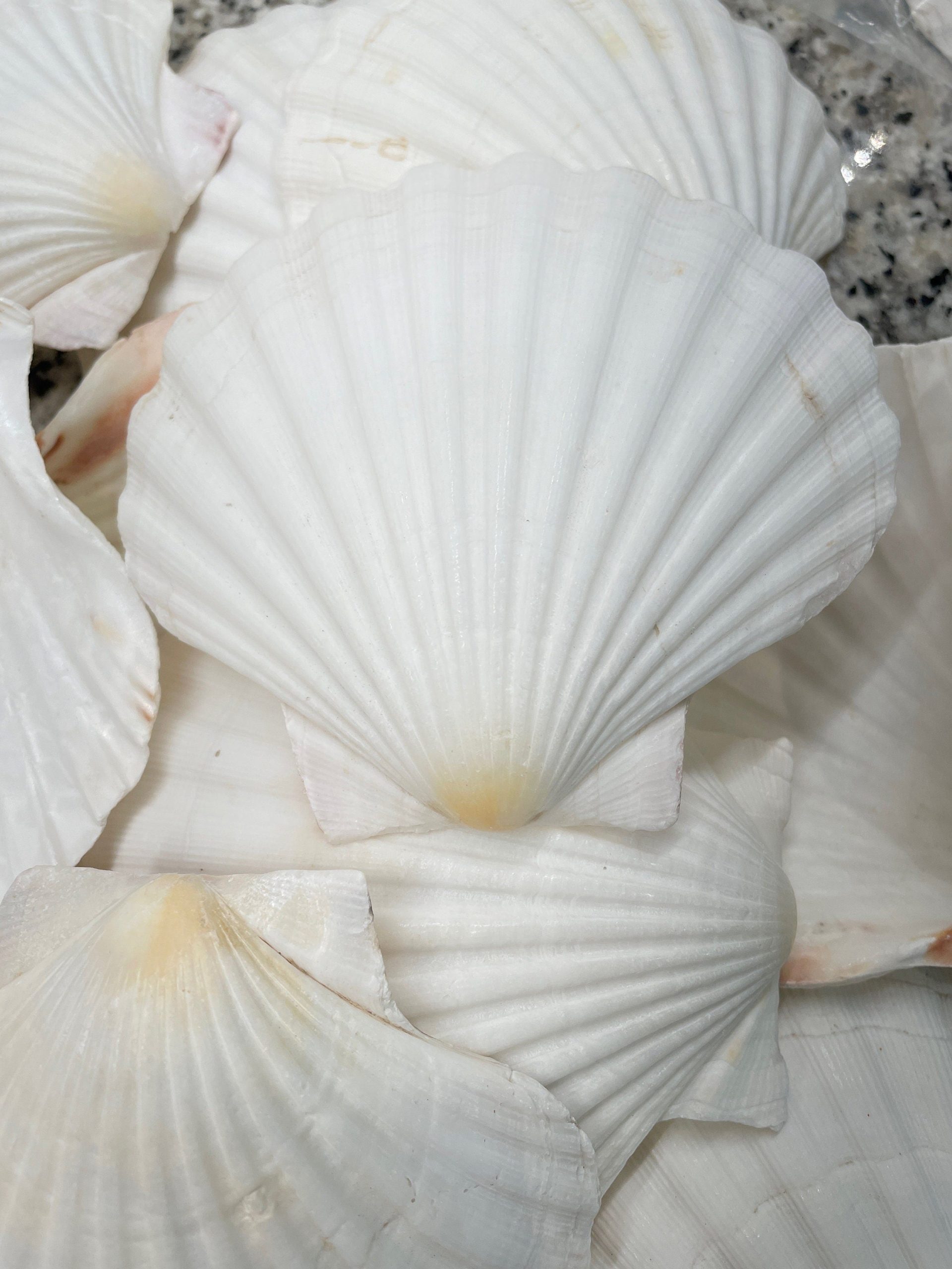 IRISH SCALLOP SEASHELLS 4-6" *You Choose Quantity* Beach Wedding Décor Shells - Image 6