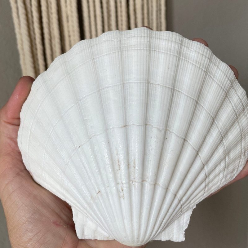 IRISH SCALLOP SEASHELLS 4-6" *You Choose Quantity* Beach Wedding Décor Shells