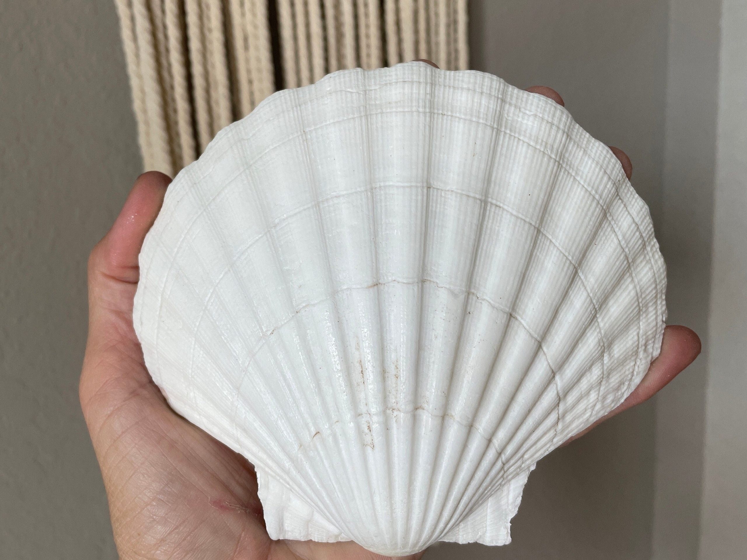 IRISH SCALLOP SEASHELLS 4-6" *You Choose Quantity* Beach Wedding Décor Shells
