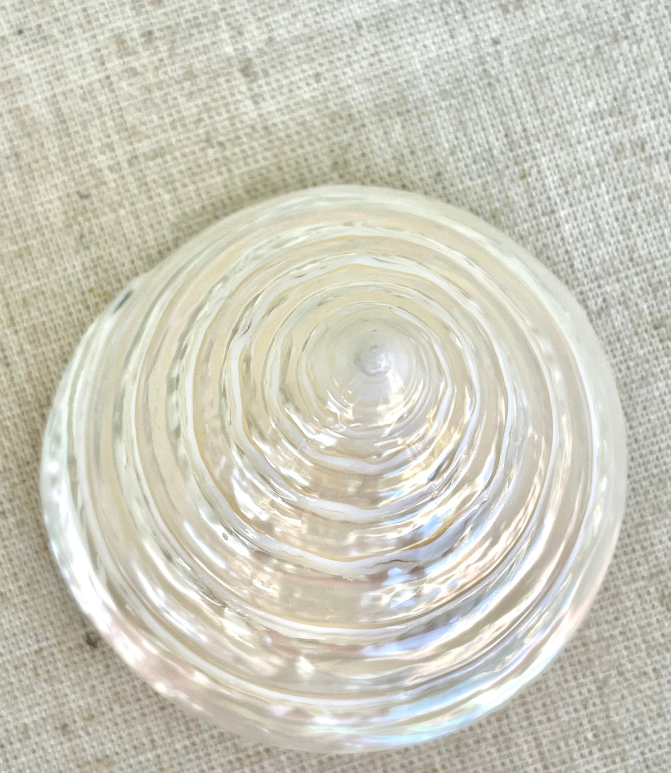 PEARLED TROCHUS SHELLS *All Sizes* Natural Iridescent Display Pyramid Top Seashells - Image 13