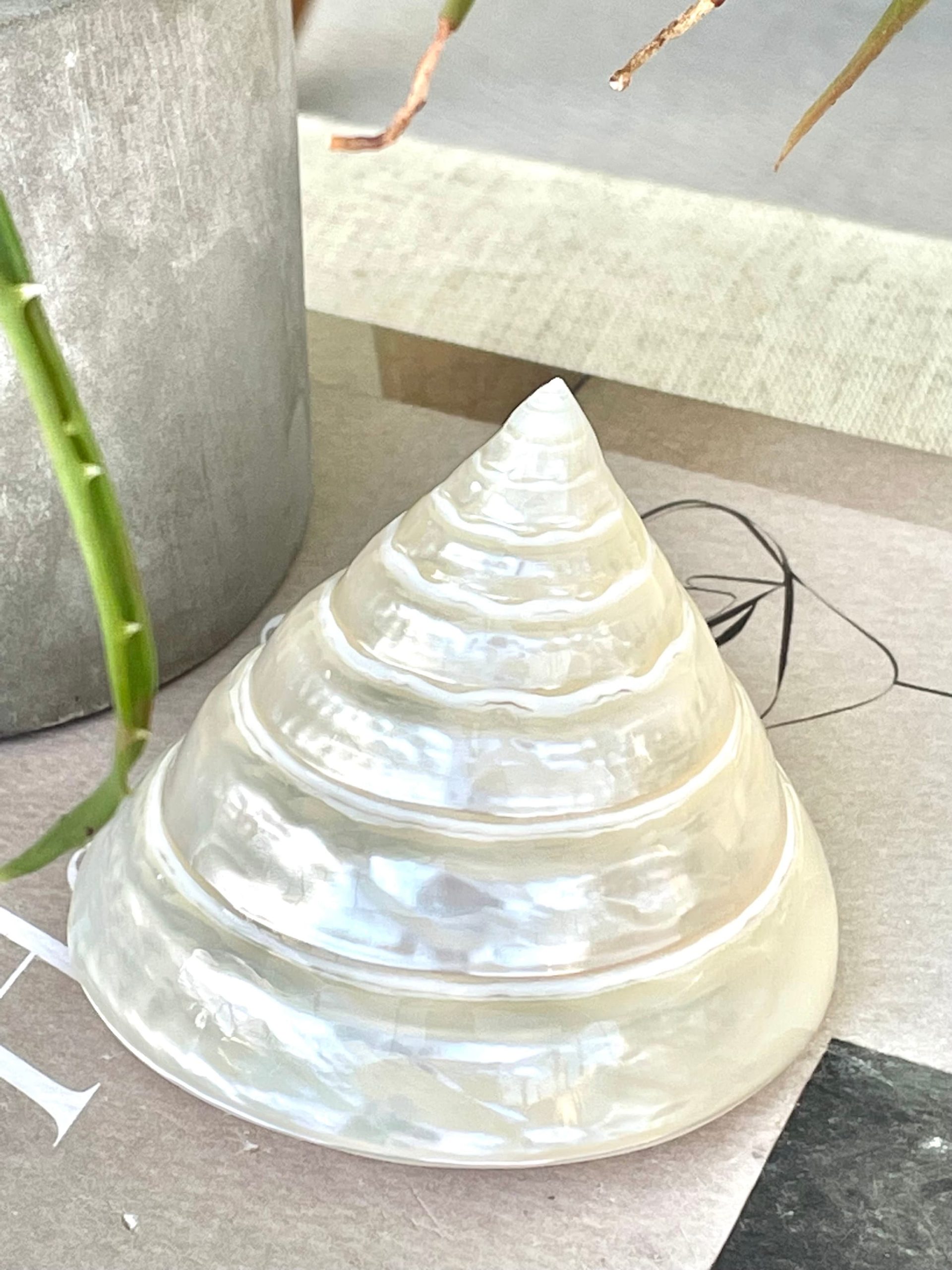 PEARLED TROCHUS SHELLS *All Sizes* Natural Iridescent Display Pyramid Top Seashells - Image 7