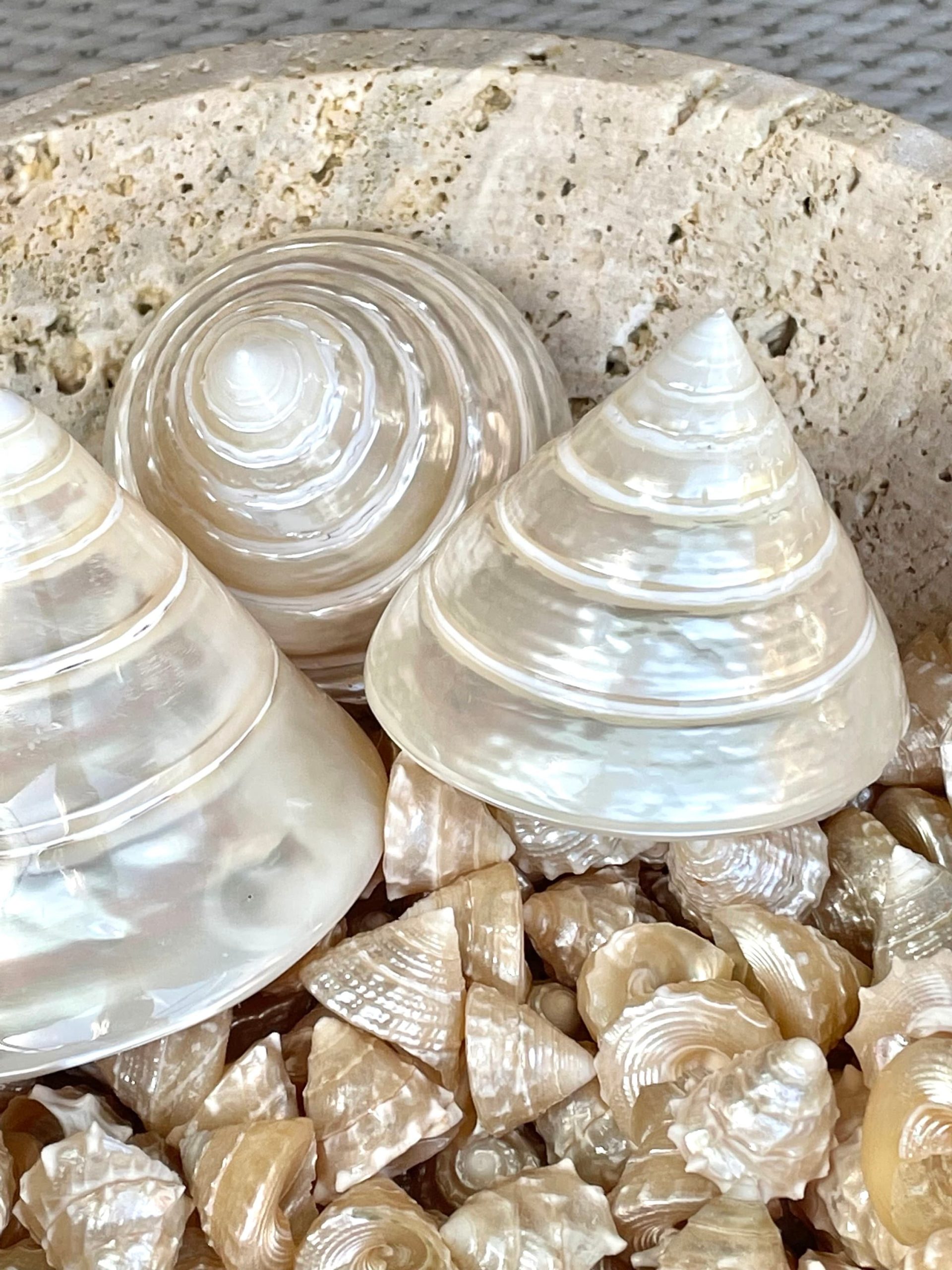 PEARLED TROCHUS SHELLS *All Sizes* Natural Iridescent Display Pyramid Top Seashells - Image 9