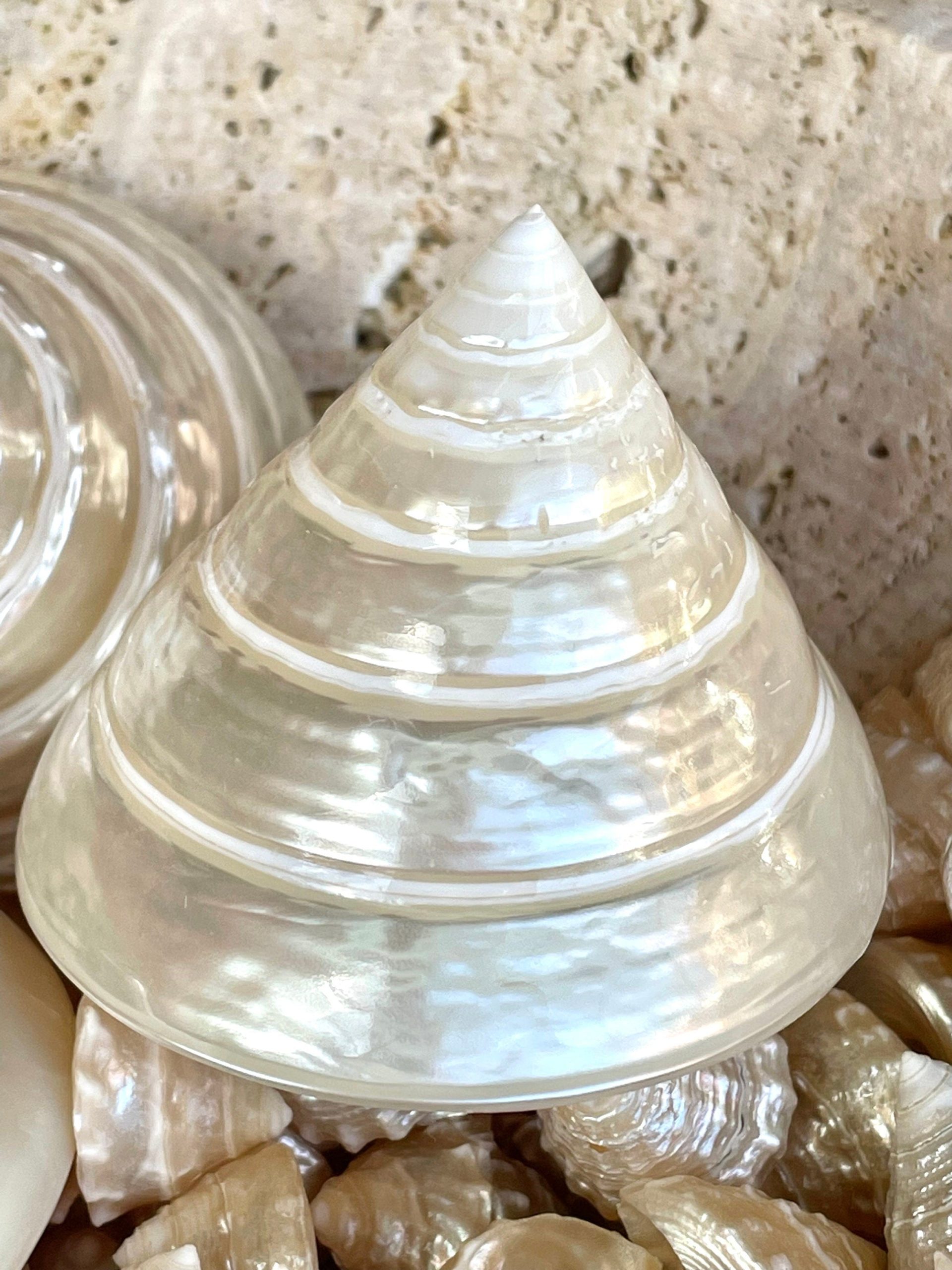 PEARLED TROCHUS SHELLS *All Sizes* Natural Iridescent Display Pyramid Top Seashells - Image 10