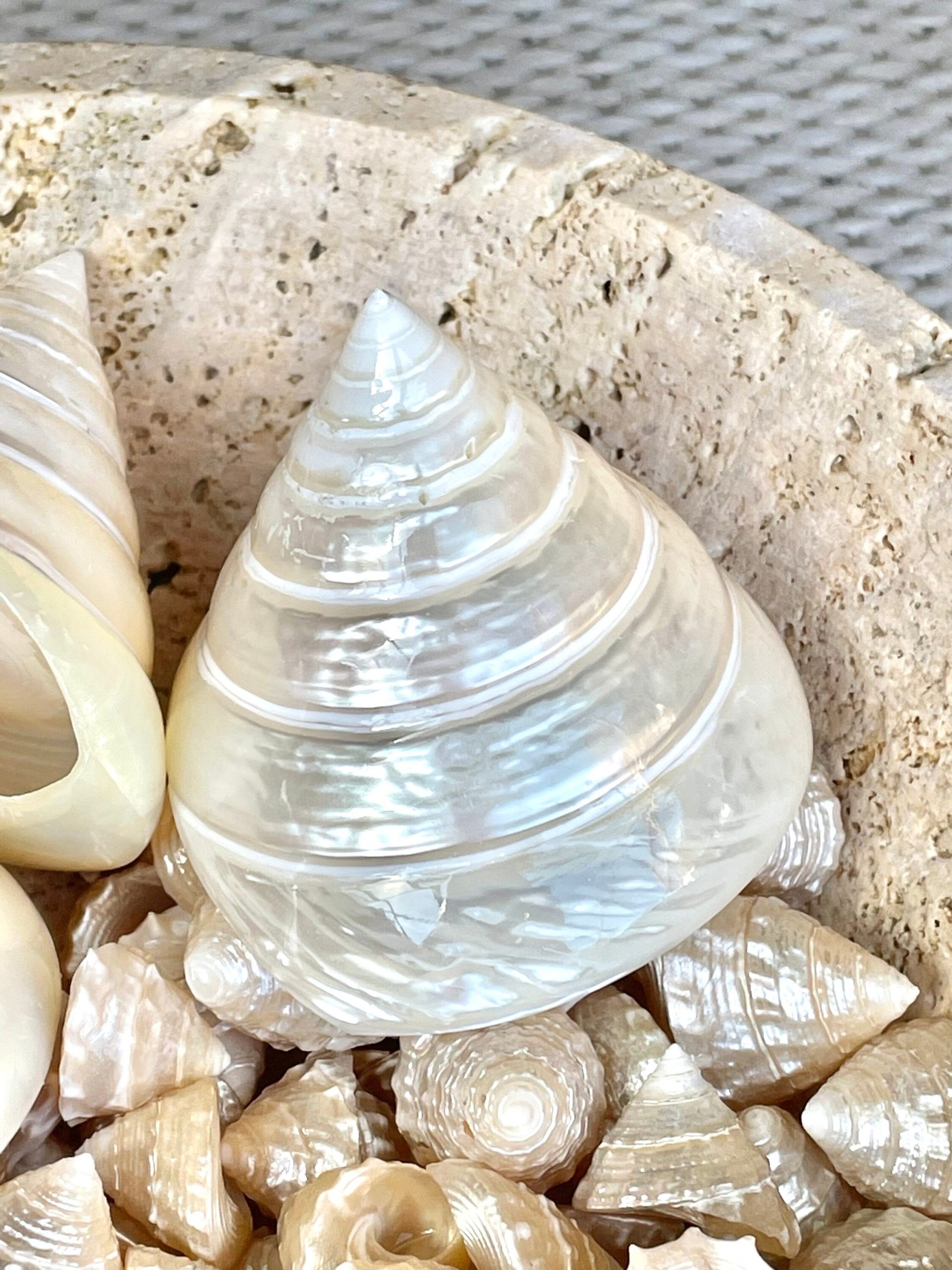 PEARLED TROCHUS SHELLS *All Sizes* Natural Iridescent Display Pyramid Top Seashells - Image 11
