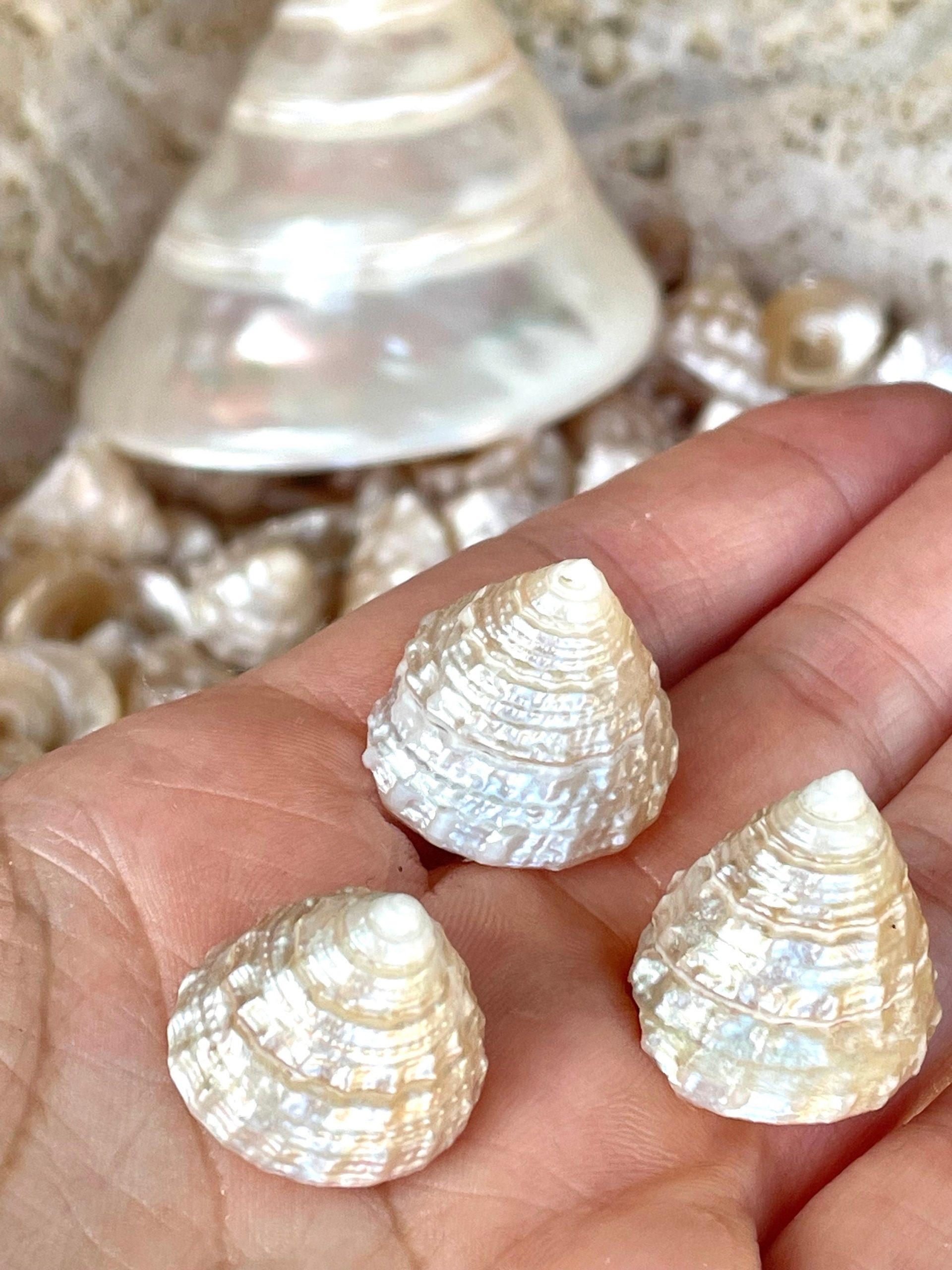 PEARLIZED TOP Shells Small 1" *You Choose Quantity* Champagne Light Beige Display Craft Trochus - Image 5
