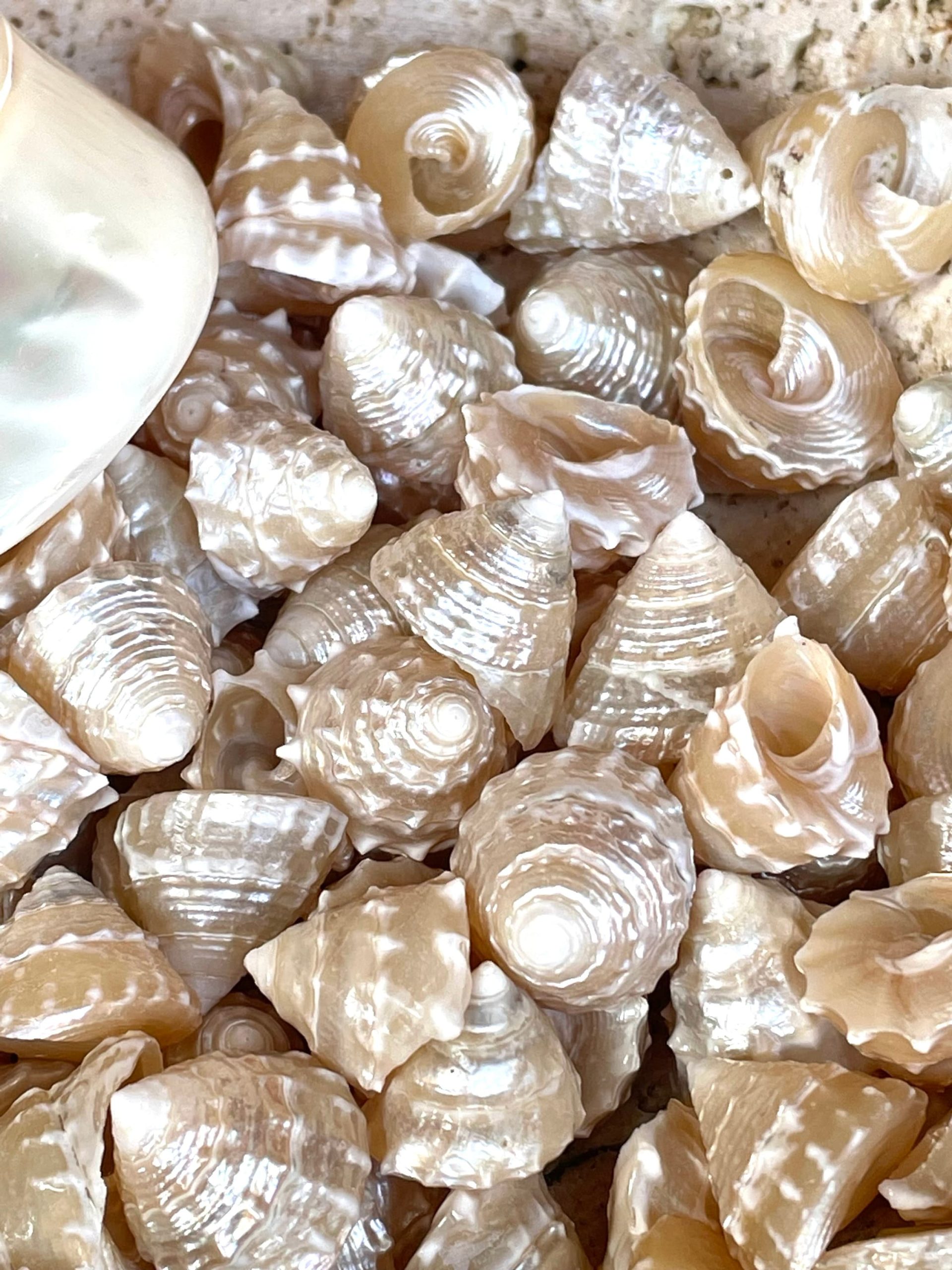 PEARLIZED TOP Shells Small 1" *You Choose Quantity* Champagne Light Beige Display Craft Trochus - Image 2
