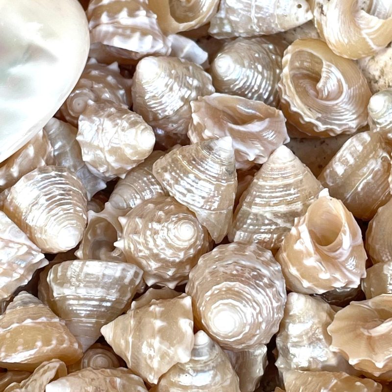 PEARLIZED TOP SHELLS Large 1.25-1.75" *You Choose Quantity* Champagne Light Beige Craft Seashells