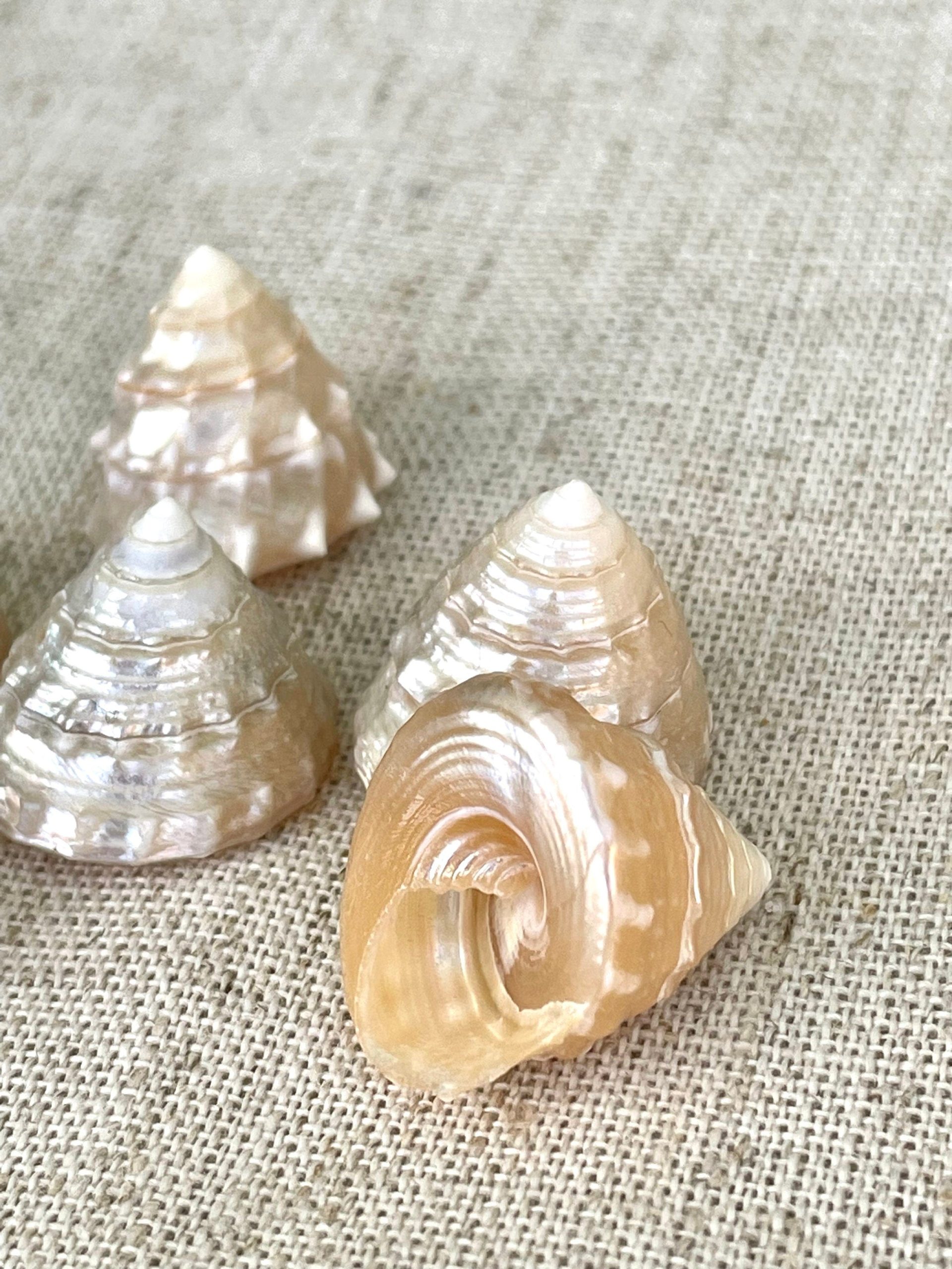PEARLIZED TOP Shells Small 1" *You Choose Quantity* Champagne Light Beige Display Craft Trochus - Image 3