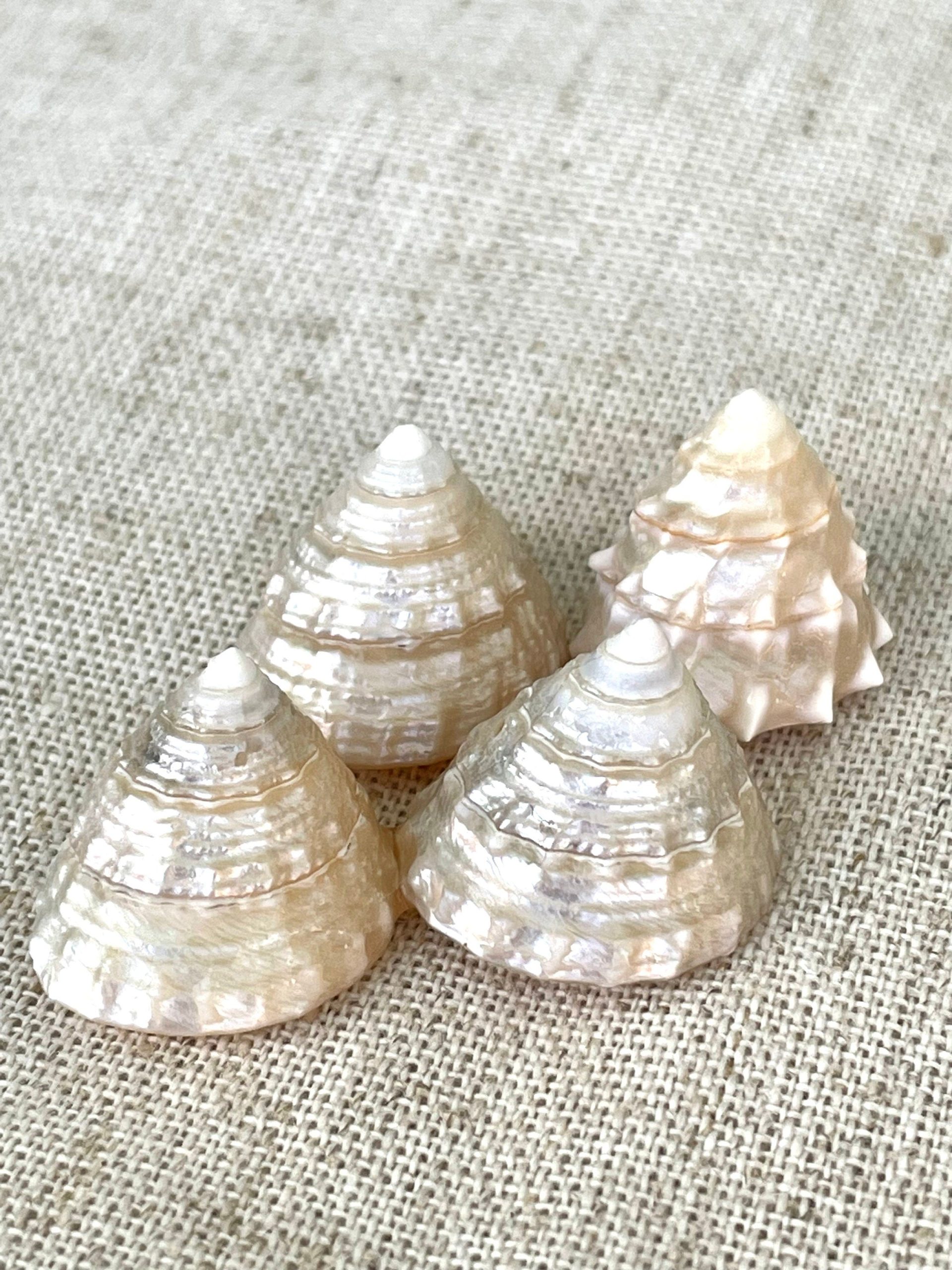 PEARLIZED TOP Shells Small 1" *You Choose Quantity* Champagne Light Beige Display Craft Trochus - Image 4