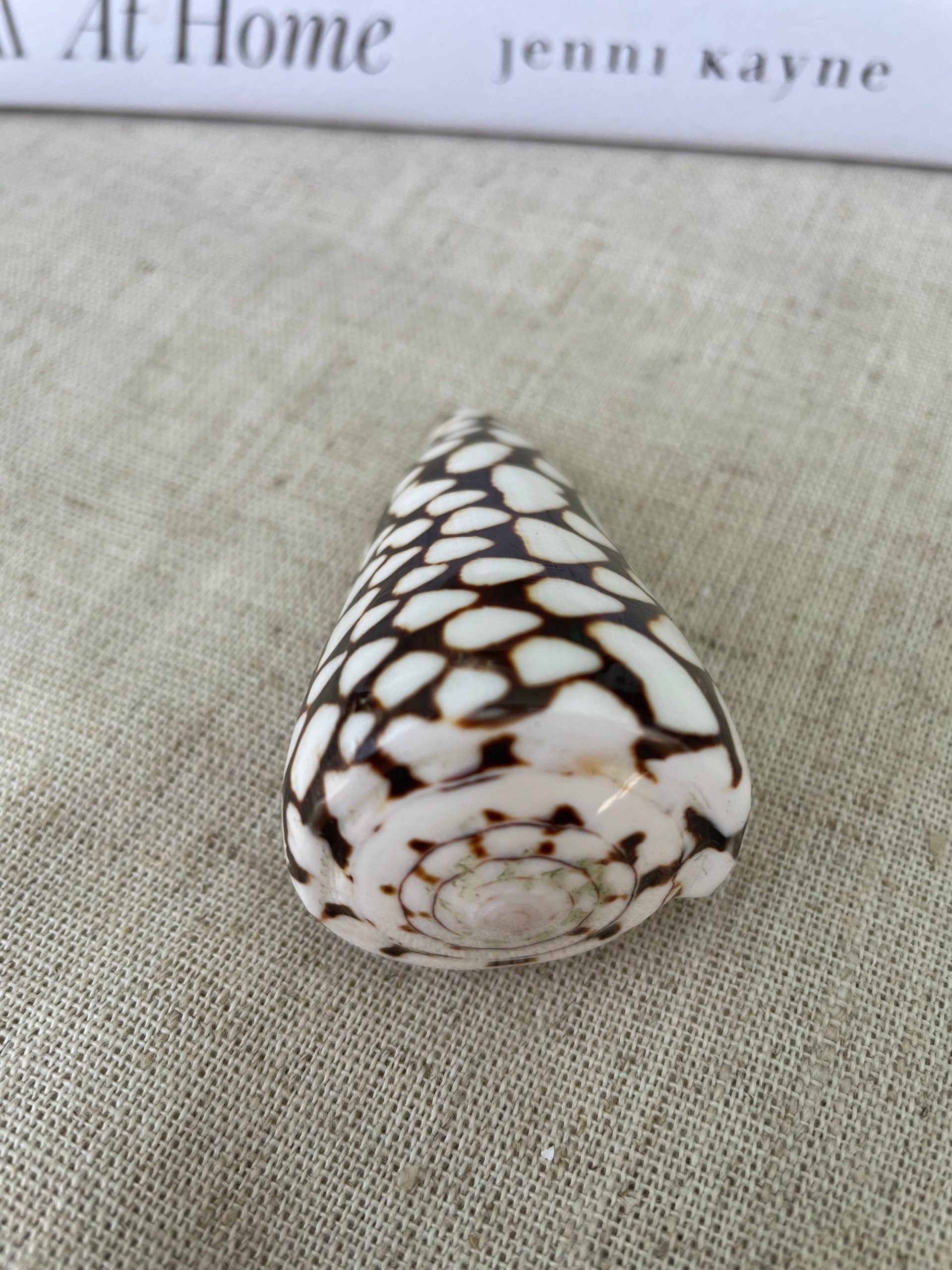 MARBLE CONE SHELLS *All Sizes* Natural White Brown Spots Modern Décor Seashell - Image 4