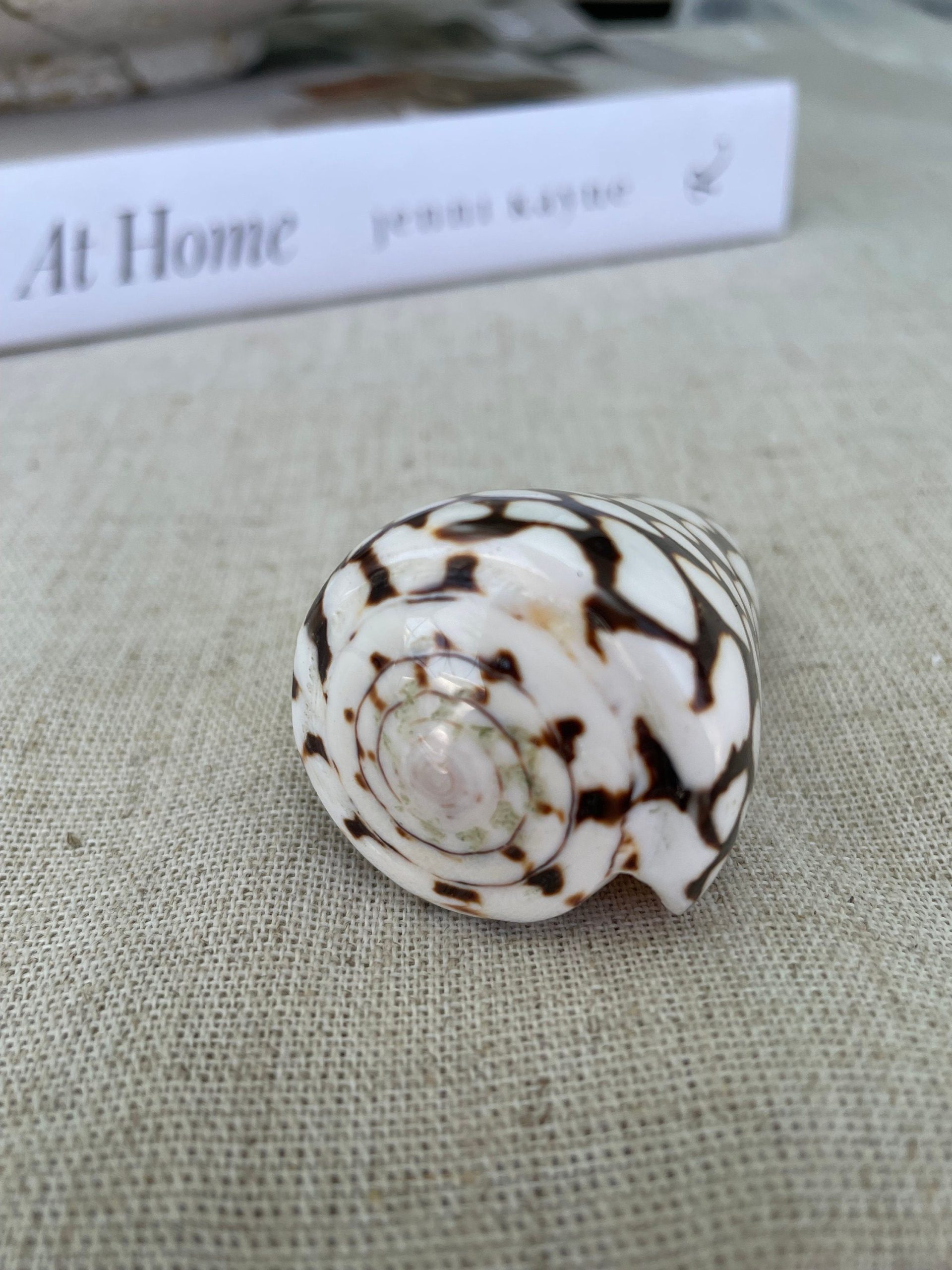 MARBLE CONE SHELLS *All Sizes* Natural White Brown Spots Modern Décor Seashell - Image 3
