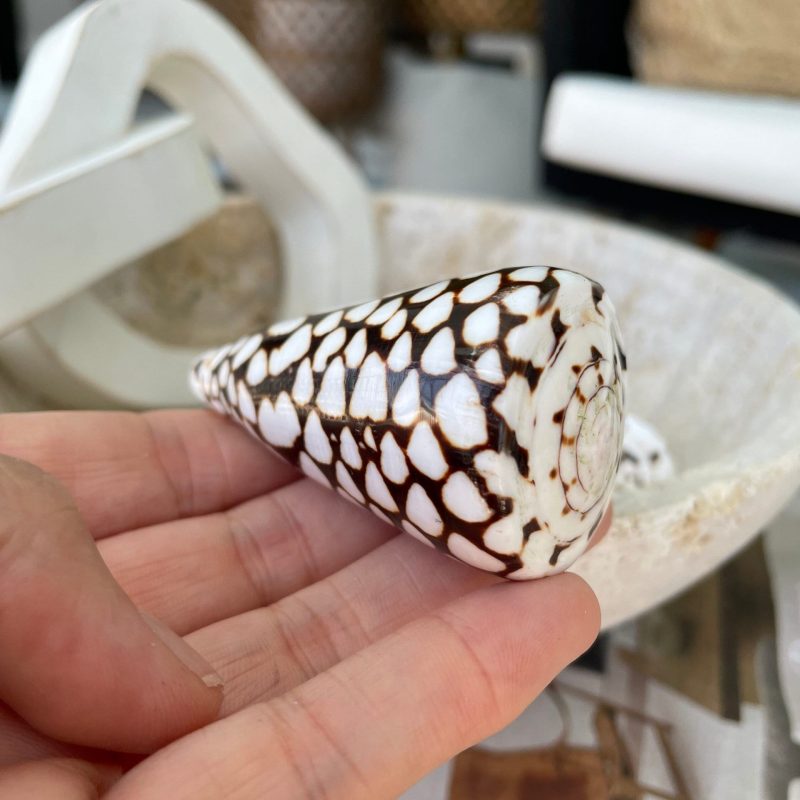 MARBLE CONE SHELLS *All Sizes* Natural White Brown Spots Modern Décor Seashell