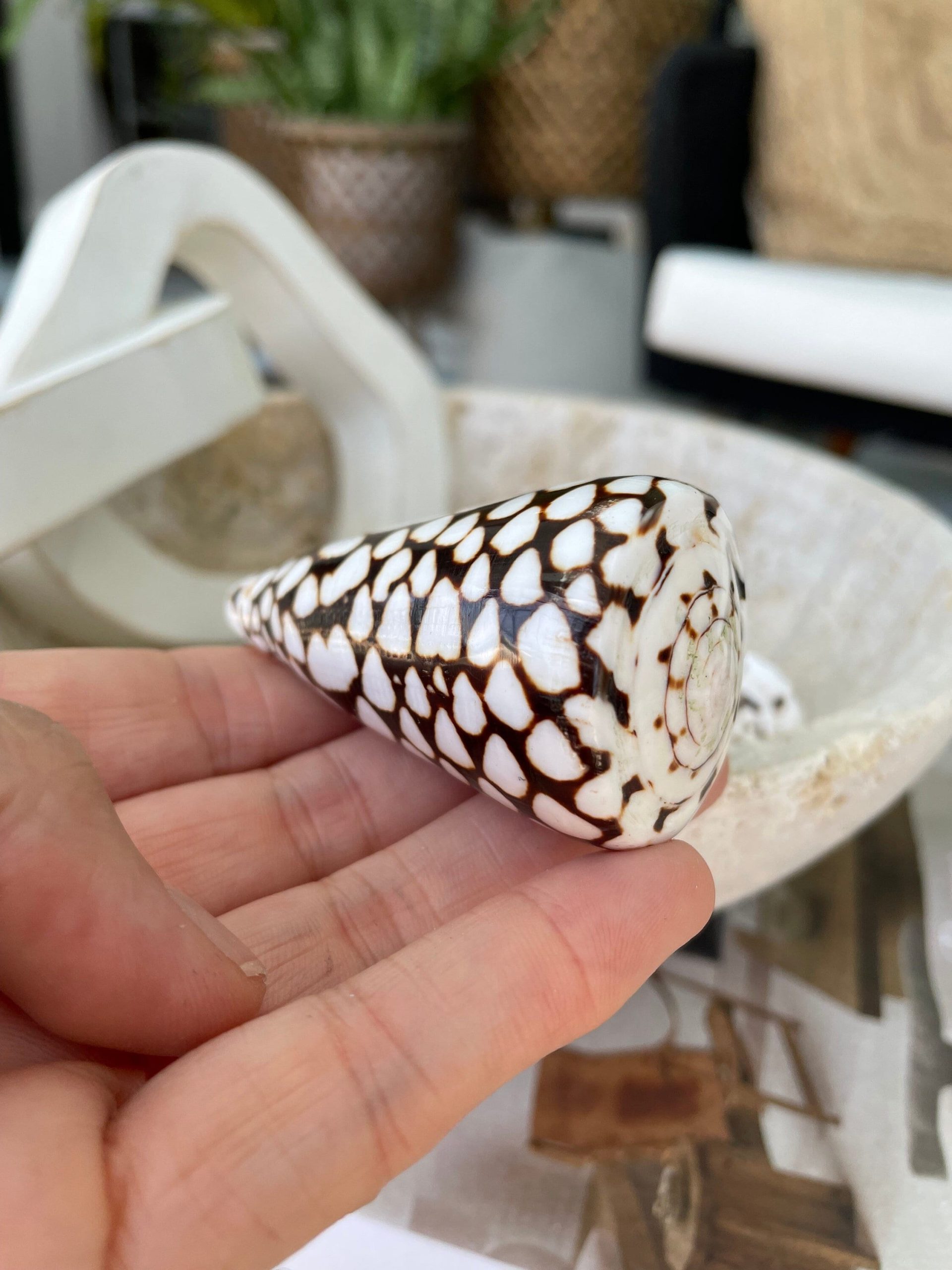 MARBLE CONE SHELLS *All Sizes* Natural White Brown Spots Modern Décor Seashell