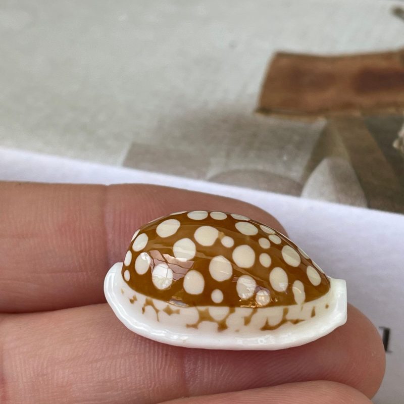SIEVE COWRIE SHELL *All Sizes* Rare Brown White Spotted Cowry Display Craft Seashell