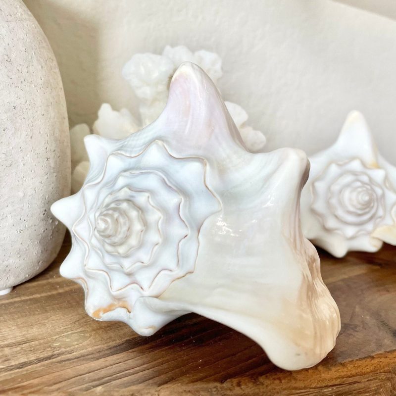White Milk Conch Shell 5-6" Florida Keys Natural Coastal Home Décor