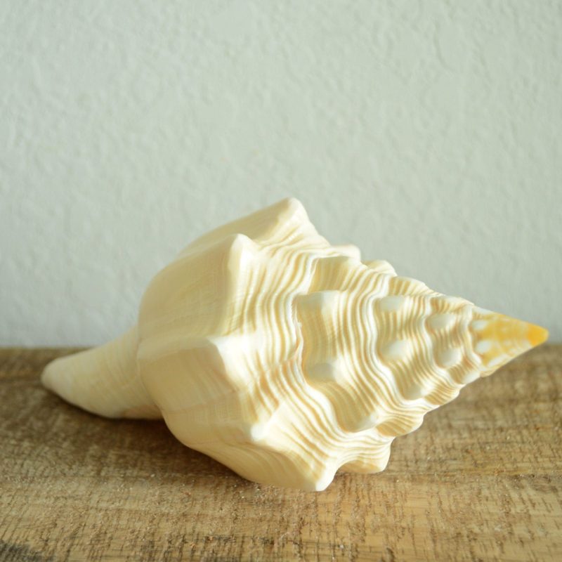 SACRED CHANK SHELLS *All Sizes* West Indian Golden Yellow Display Seashell Coastal Décor