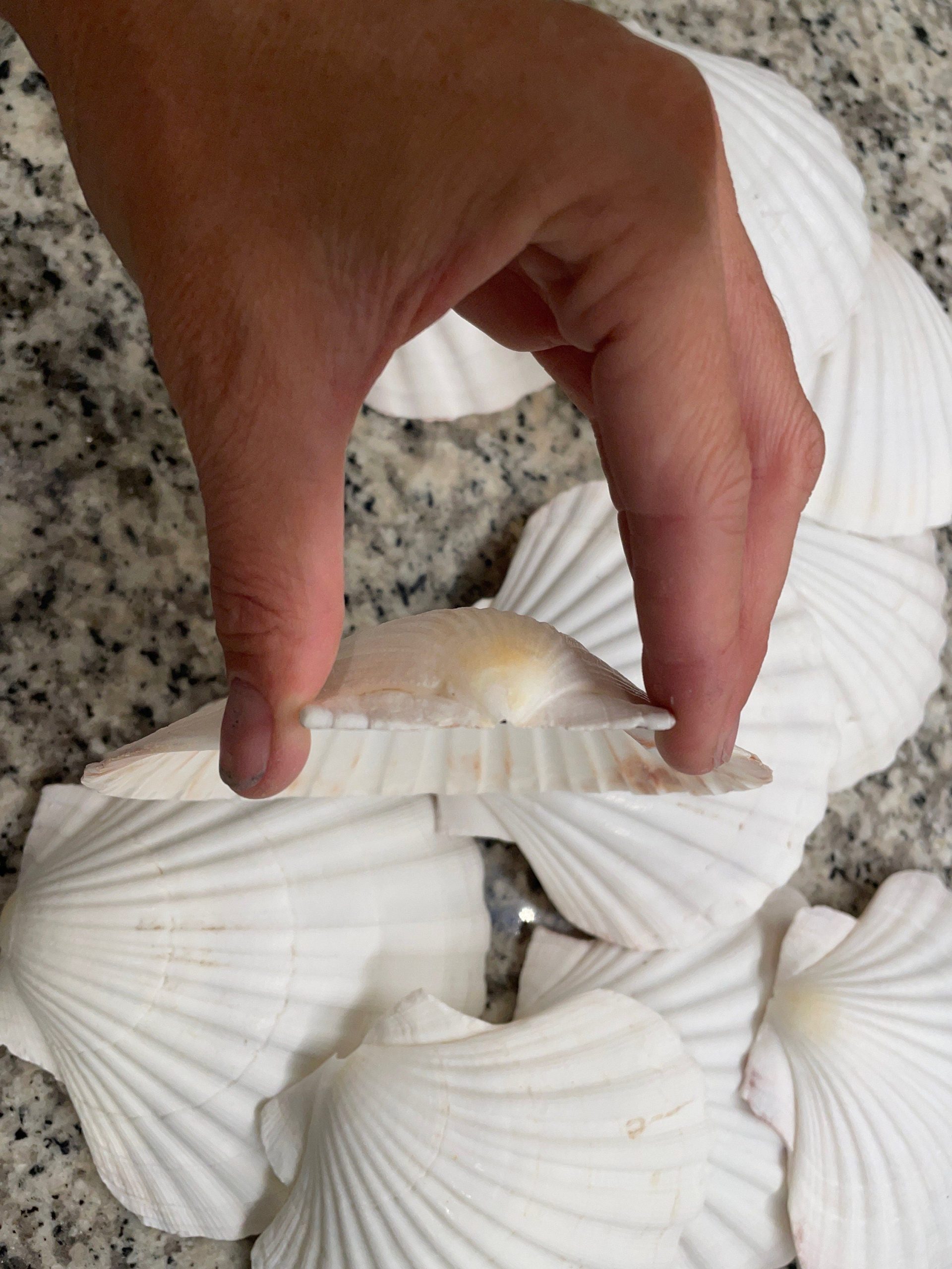 IRISH SCALLOP SEASHELLS 4-6" *You Choose Quantity* Beach Wedding Décor Shells - Image 3