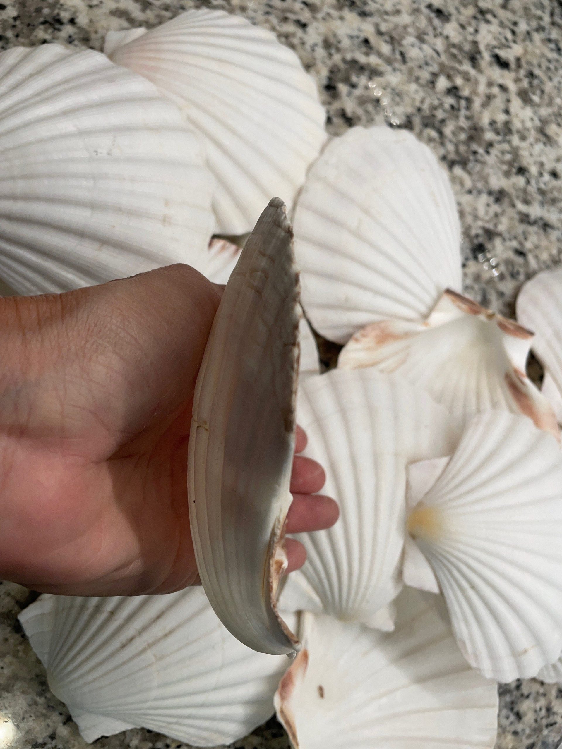 IRISH SCALLOP SEASHELLS 4-6" *You Choose Quantity* Beach Wedding Décor Shells - Image 5