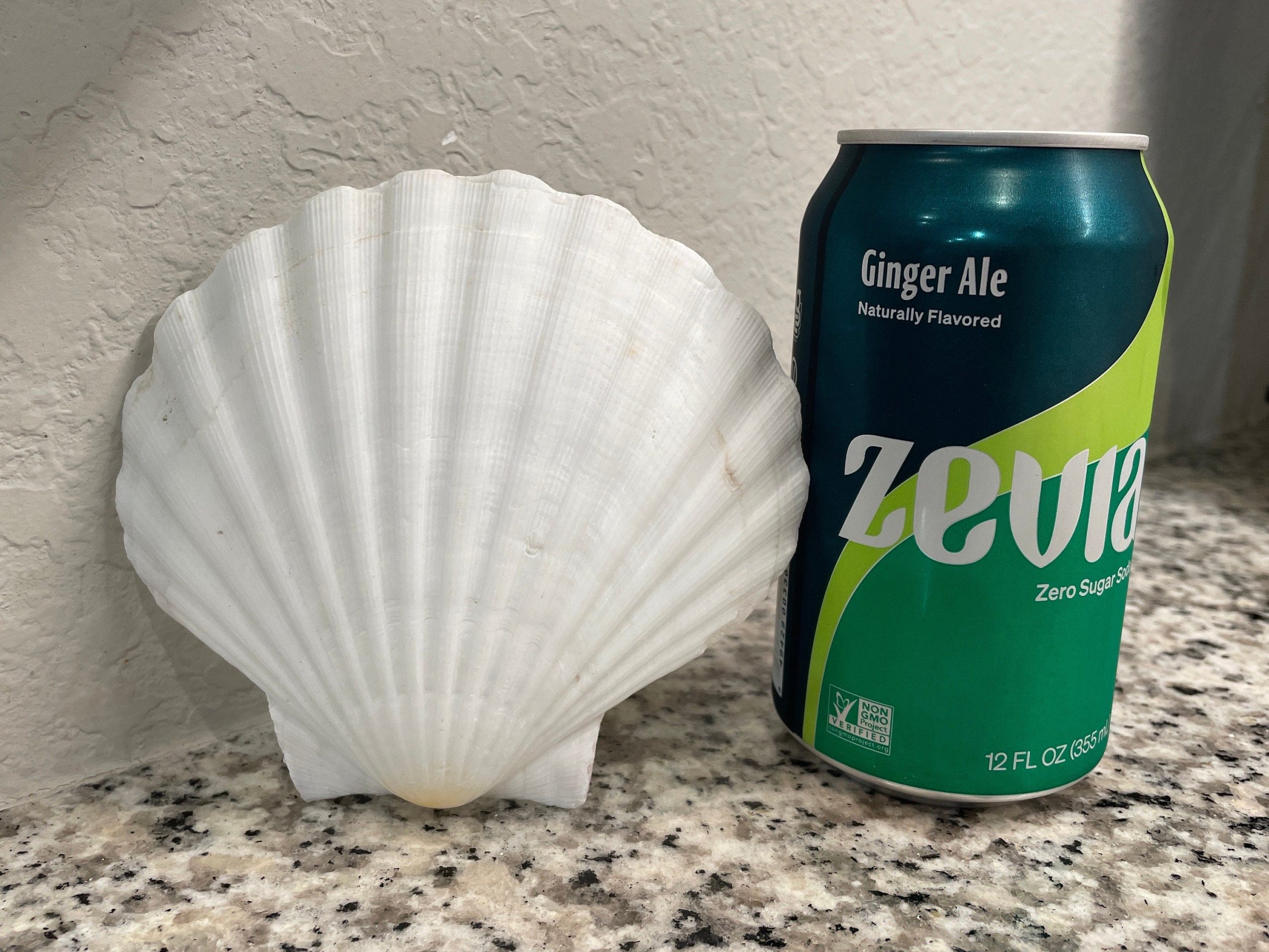 IRISH SCALLOP SEASHELLS 4-6" *You Choose Quantity* Beach Wedding Décor Shells - Image 7