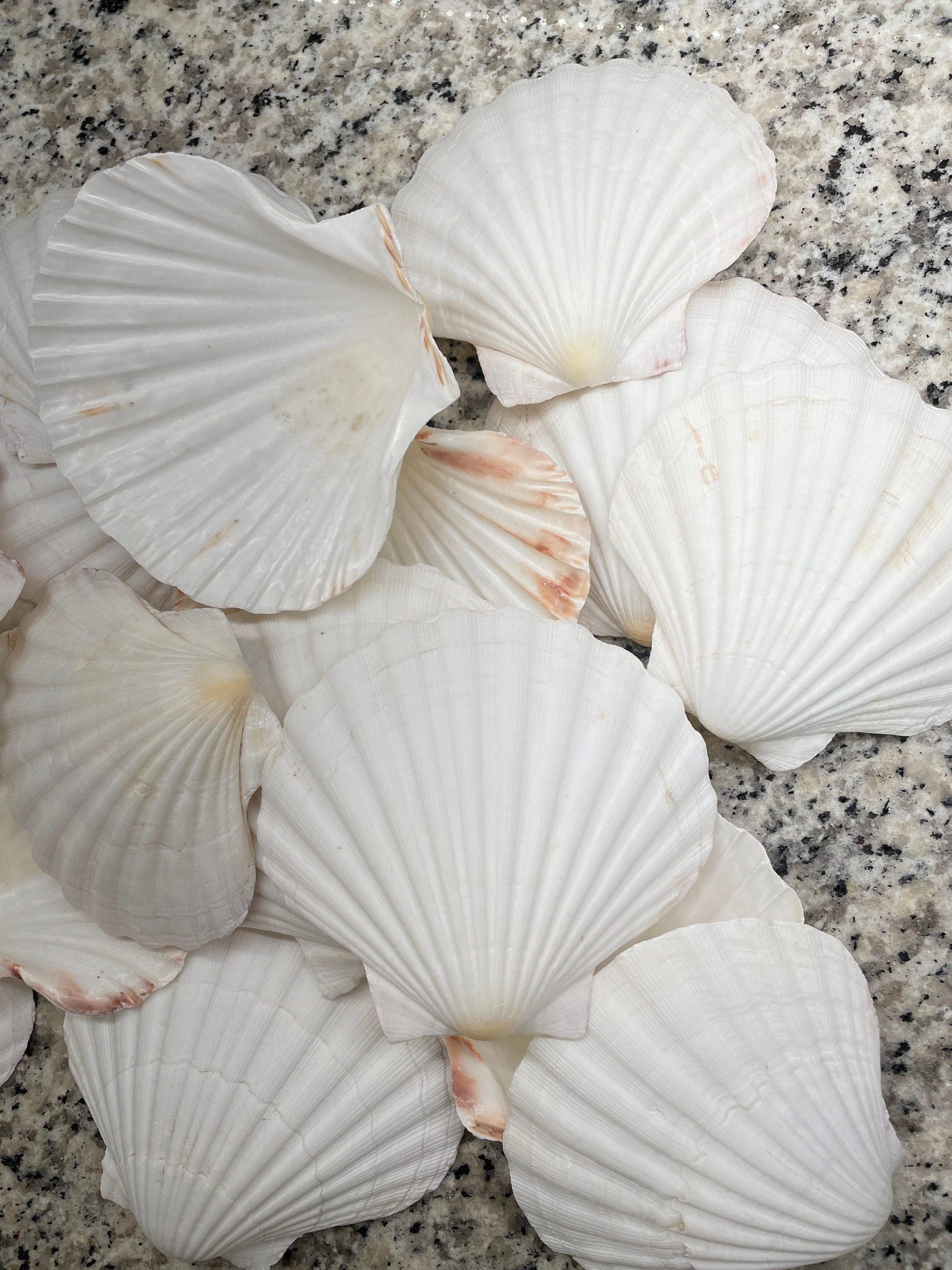 IRISH SCALLOP SEASHELLS 4-6" *You Choose Quantity* Beach Wedding Décor Shells - Image 8