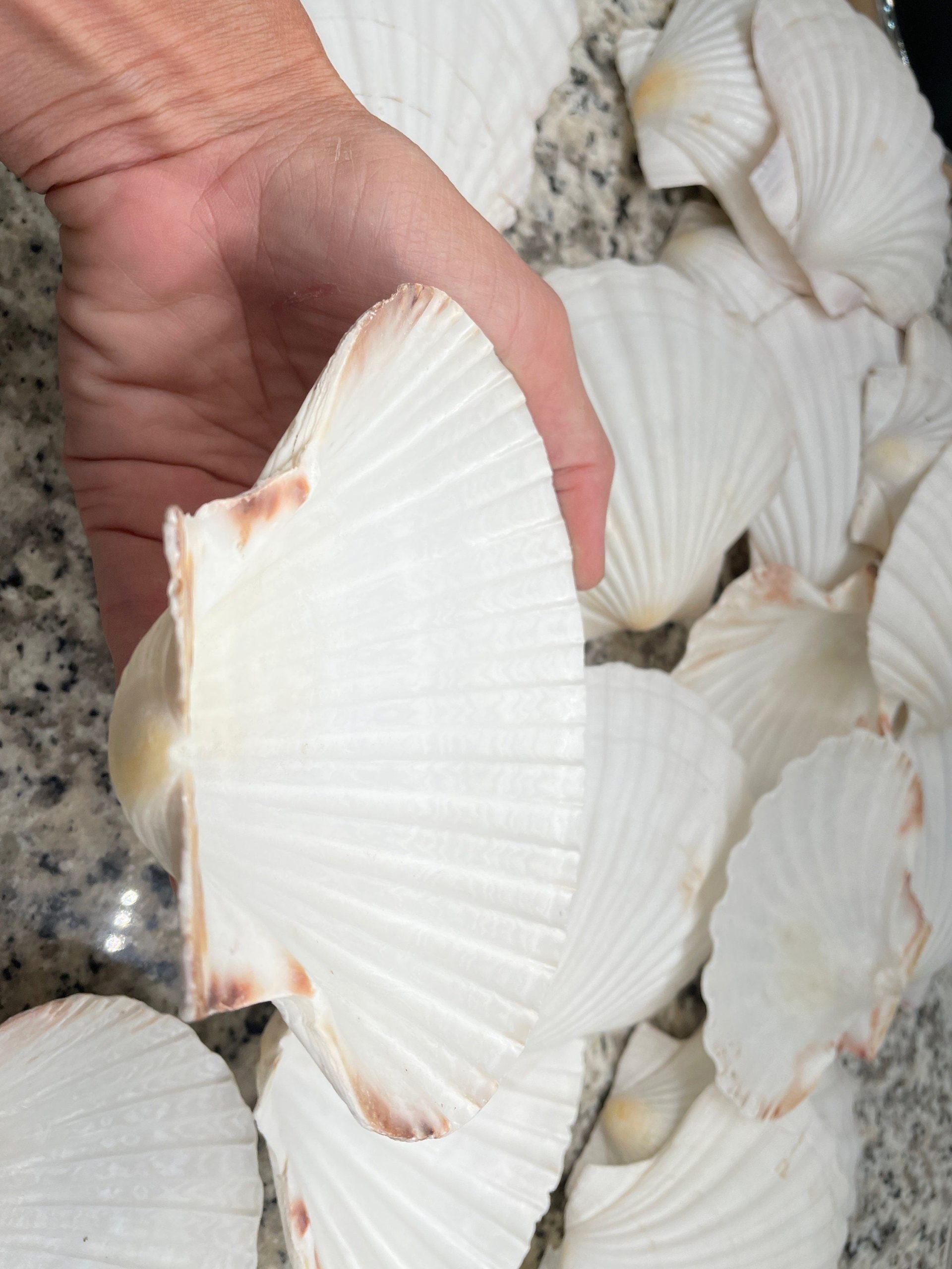 IRISH SCALLOP SEASHELLS 4-6" *You Choose Quantity* Beach Wedding Décor Shells - Image 9