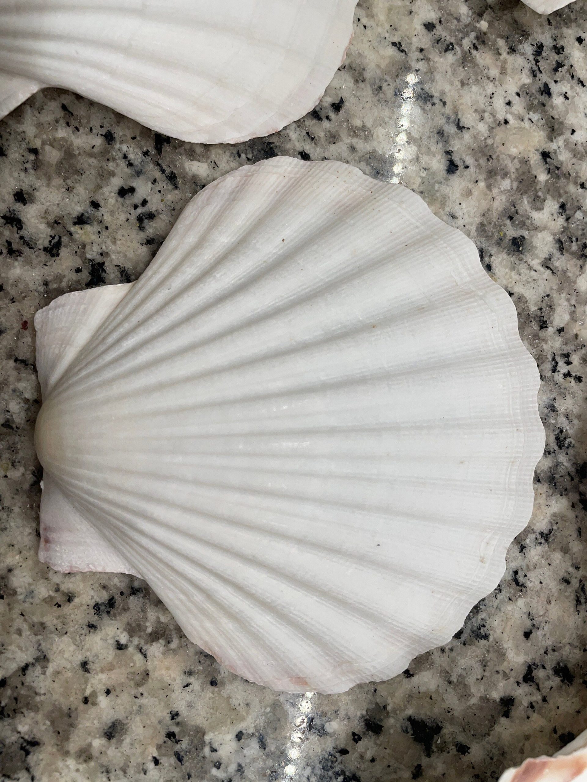 IRISH SCALLOP SEASHELLS 4-6" *You Choose Quantity* Beach Wedding Décor Shells - Image 10