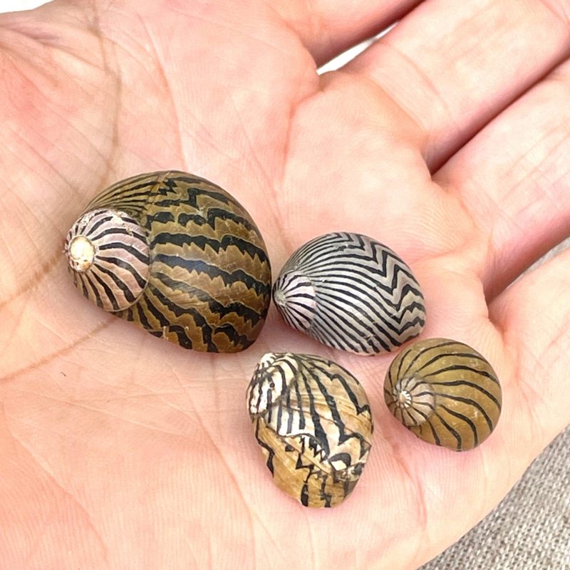 Zig Zag Nerite Shells 1/2"-3/4" *You Choose Quantity* Small Striped Craft Seashells Black Brown