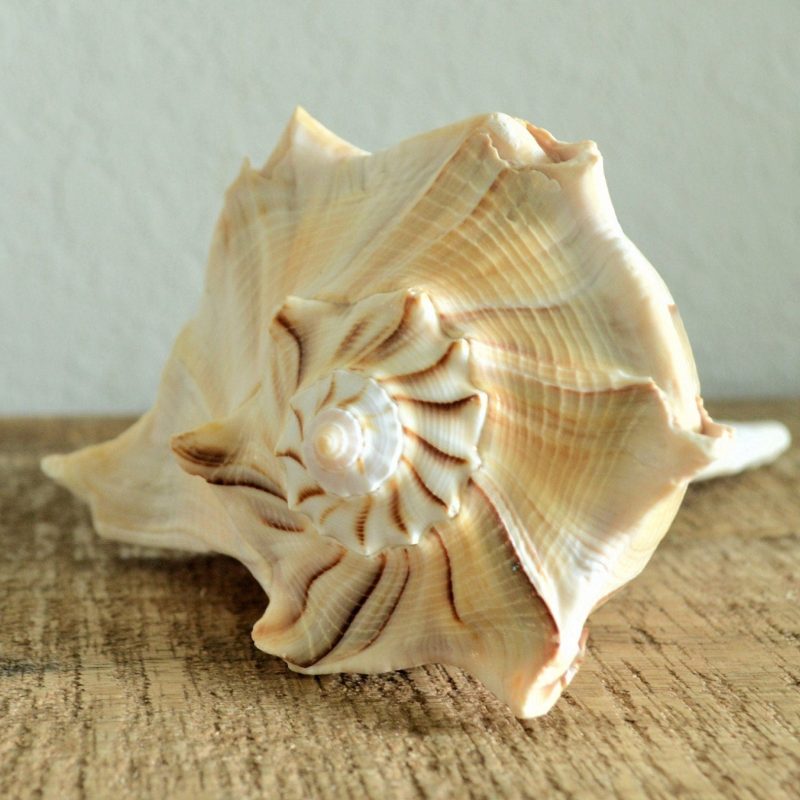 LIGHTENING WHELK CONCH Shell *All Sizes* Brown White Display Seashell Florida Beach Home