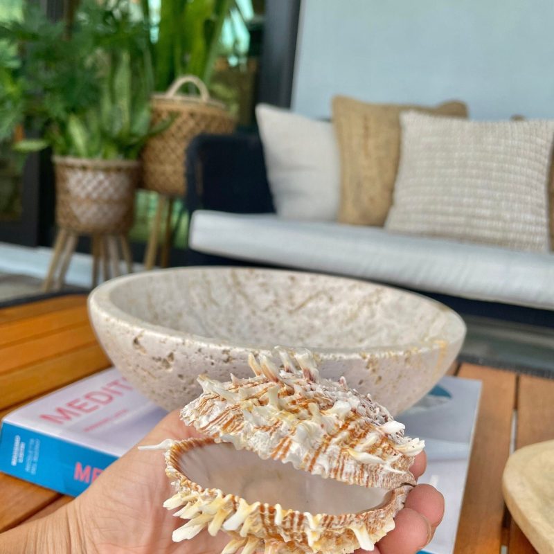 PACIFIC SPINY OYSTER  Shells White/Brown *All Sizes* Clams Seashell